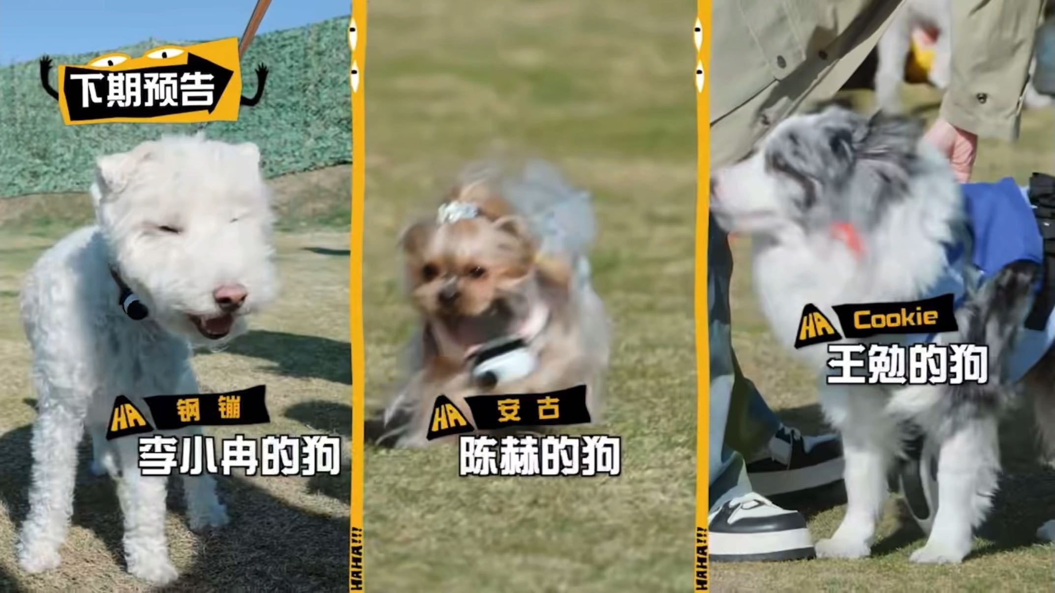 李小冉闻狗脚说好臭 闻狗脚的举动确实随性，但说她完全不在意形象也略显绝对，或许只