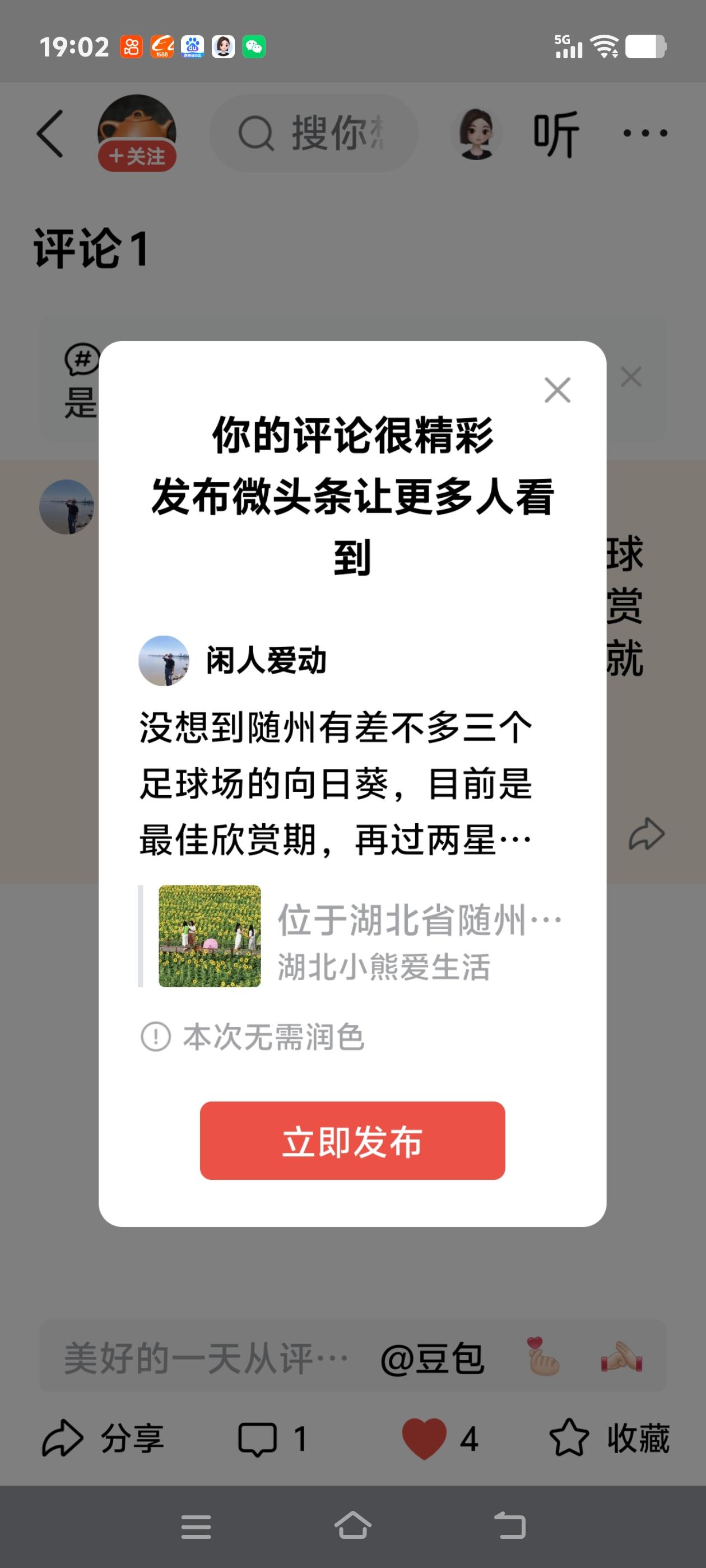 没想到随州有差不多三个足球场的向日葵，目前是最佳欣赏期，再过两星期长的有人高就不