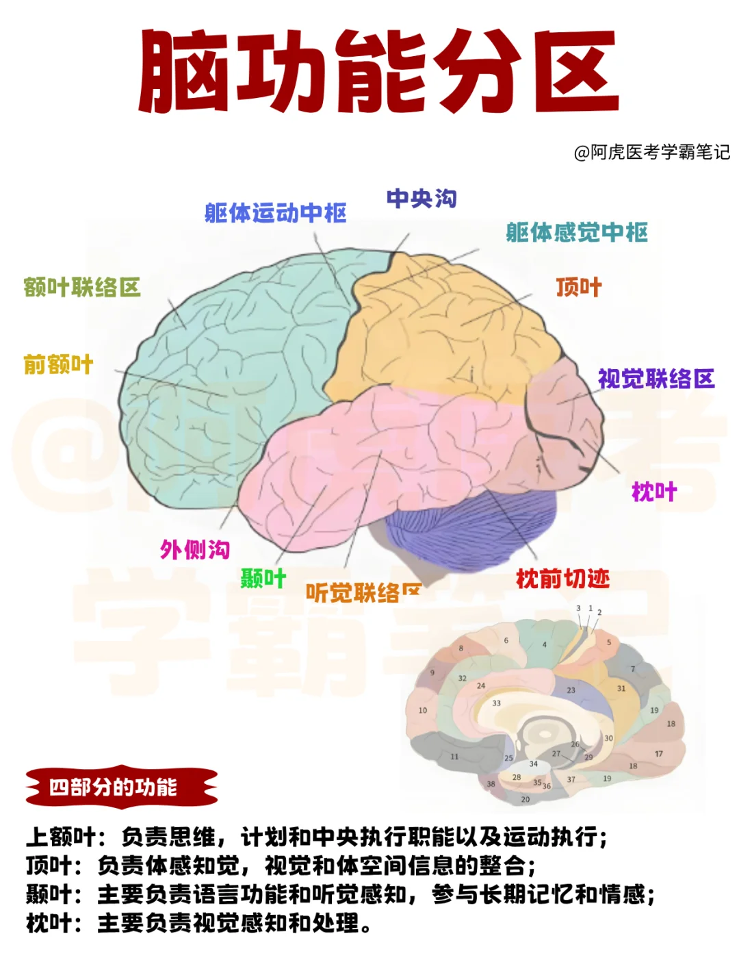 医学生笔记📒｜脑功能分区👆