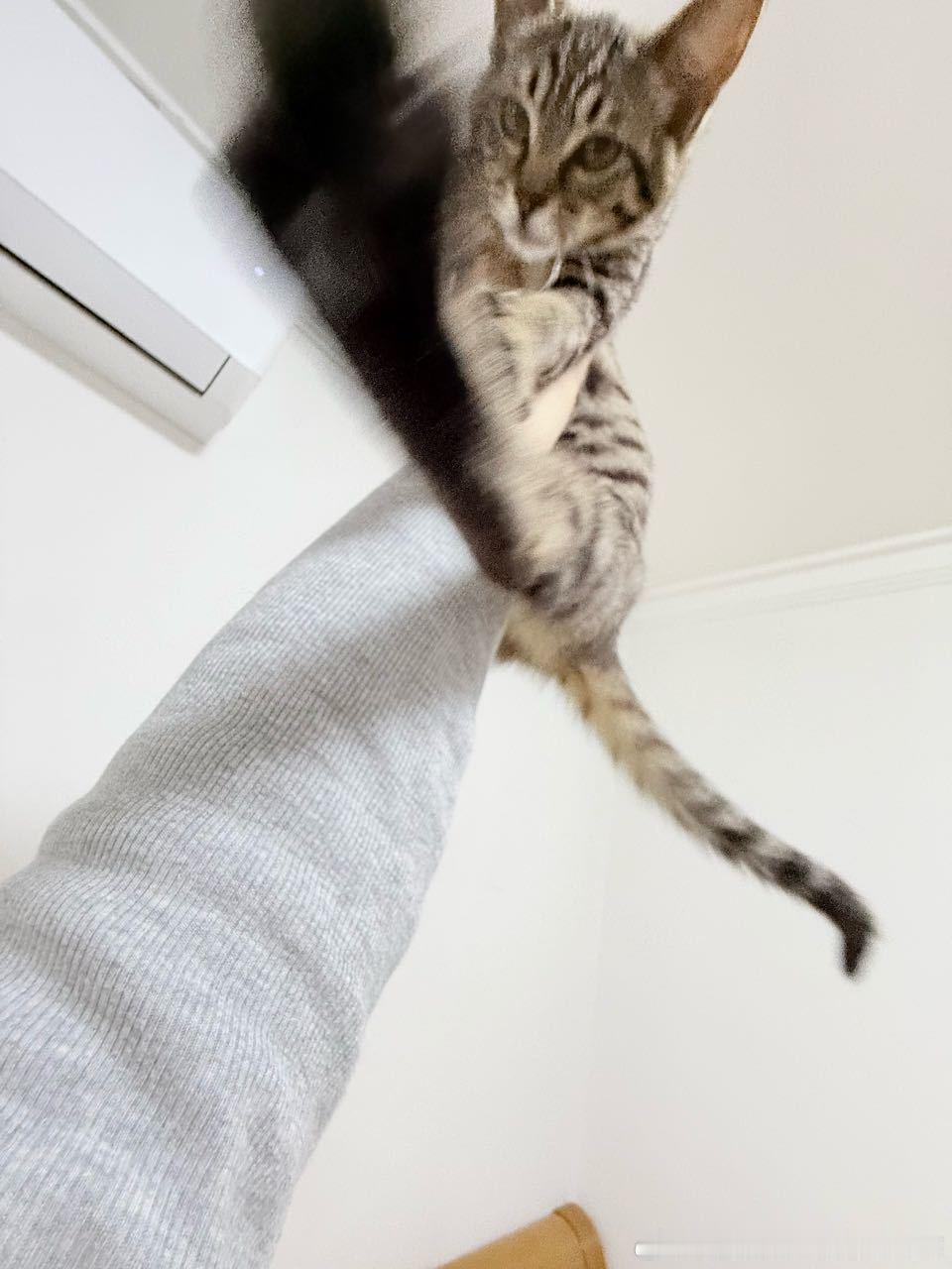 49635【丑猫】叶问 