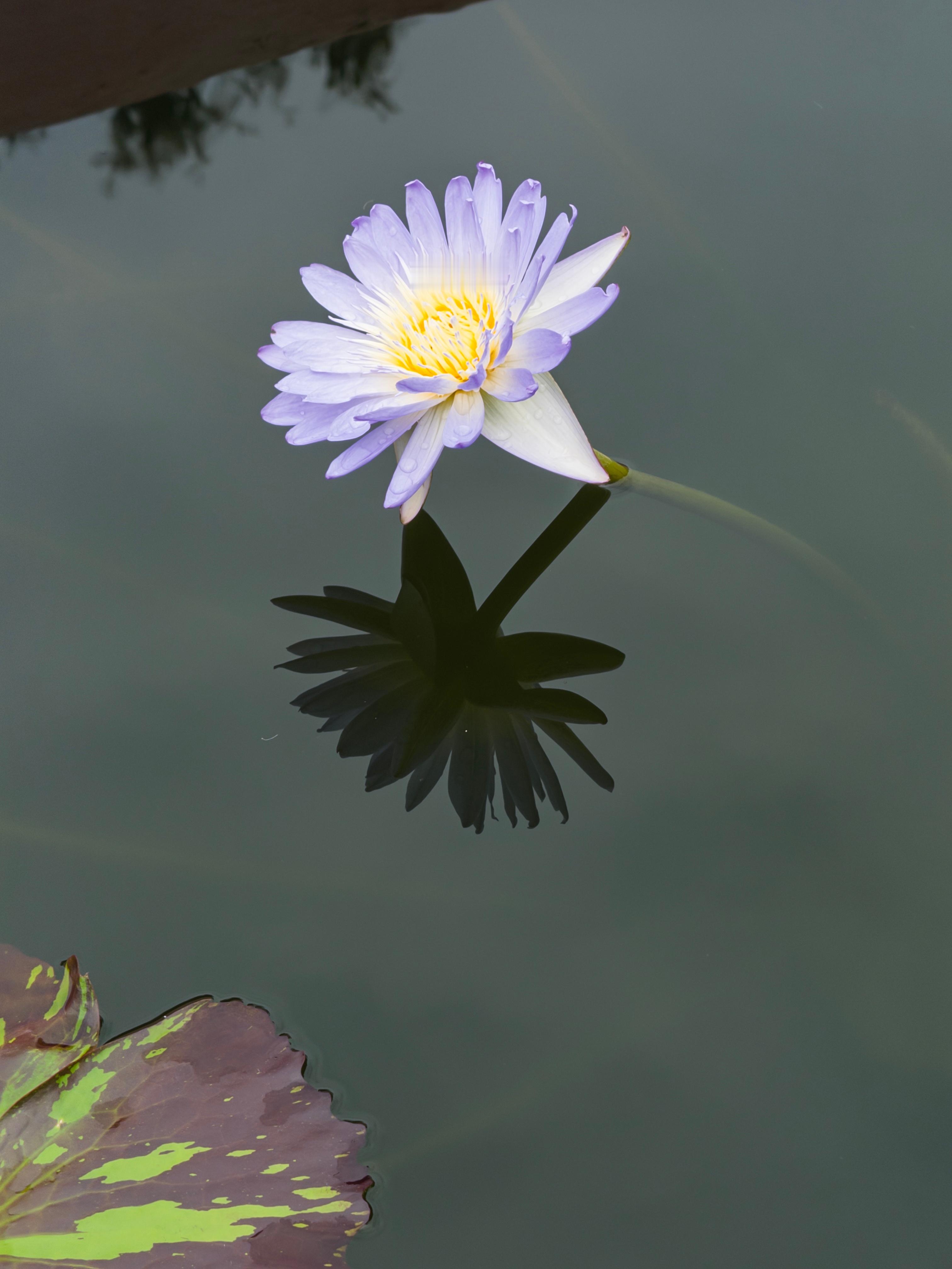 拍上荷花了，好多老法师 广州·莲花山旅游区