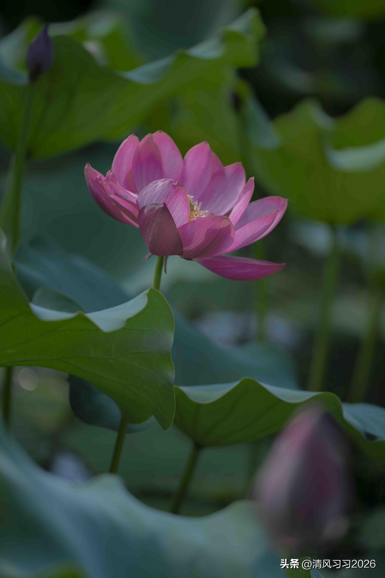 我的夏花｜因荷而来，慢赴盛夏

搁置更新的几日
刻意让视线暂离喧嚣
放下屏幕，暂