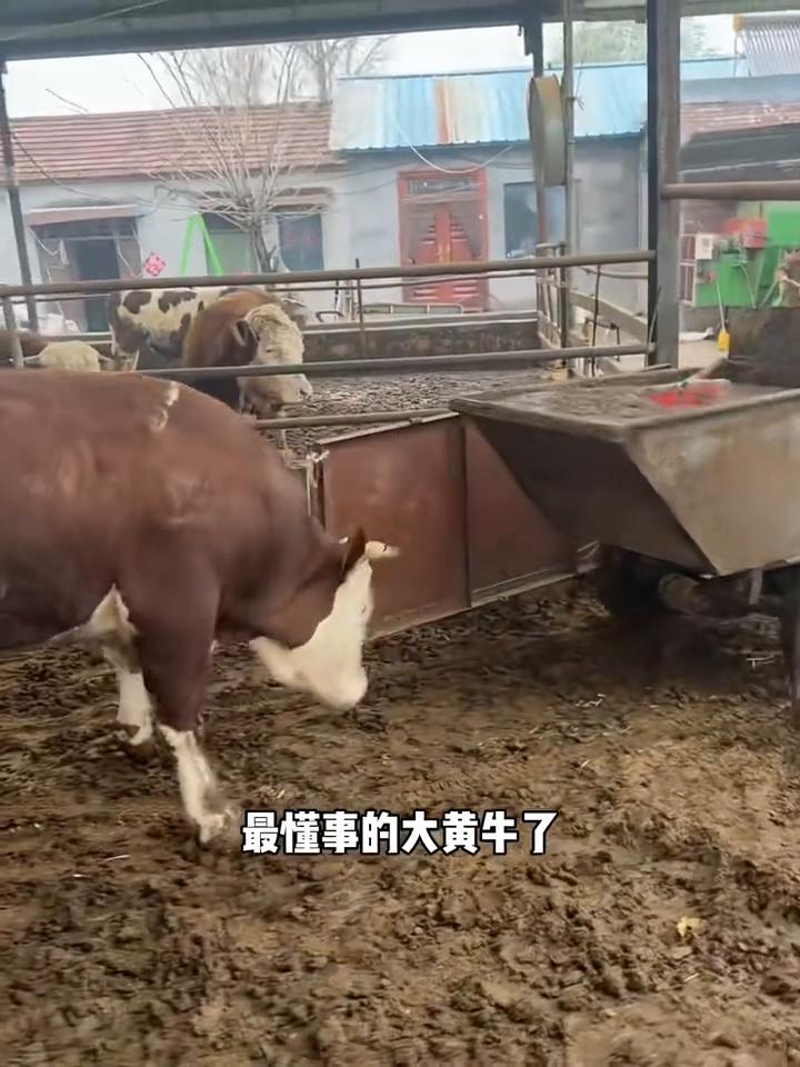 这大概是全网最通人性、最懂事的大黄牛了。每次清理牛圈时，因地面太滑主人拉不动车，