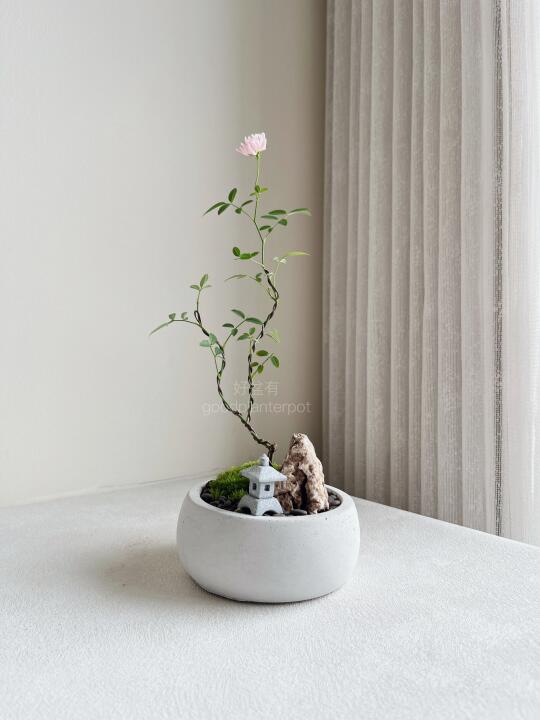 🇲🇾 🌸 超微型月季盆景 | 害羞少女 🌿