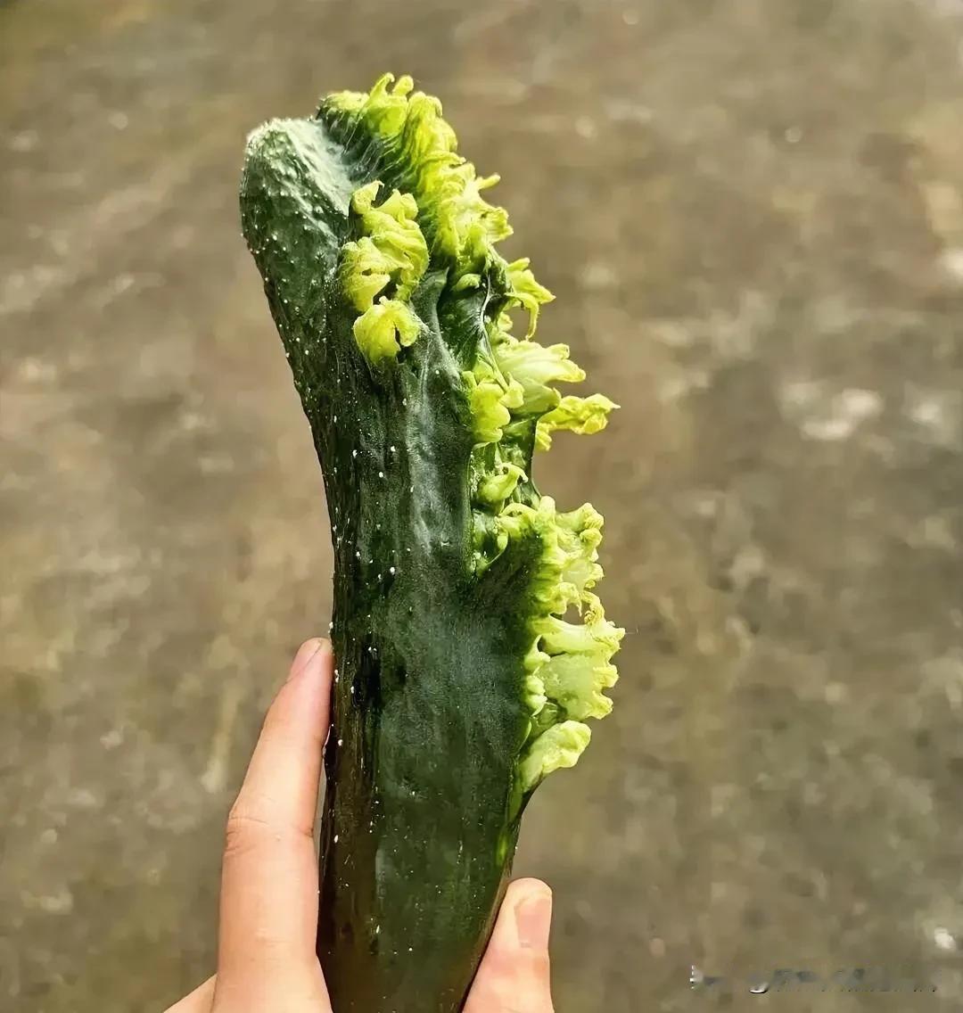 黄瓜变异了吗？！这是什么原因？