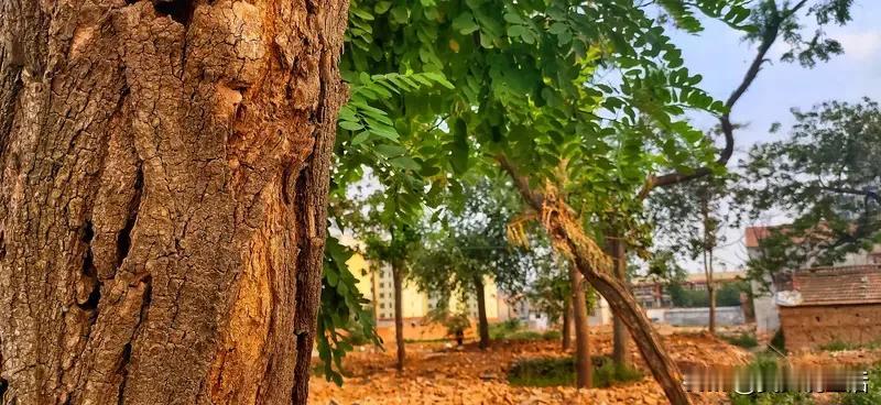 也许是朋友笑起来时弯起的眼角。不必追求完美的对焦，因为最动人的，从来都是那些未经