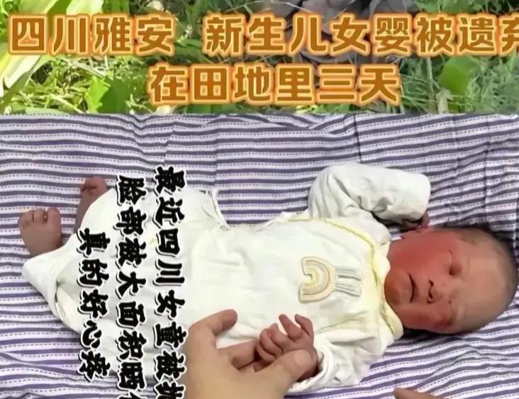 在四川雅安，竟发生了如此令人痛心的事情。一个新生婴儿被遗弃在玉米地里，在 40℃