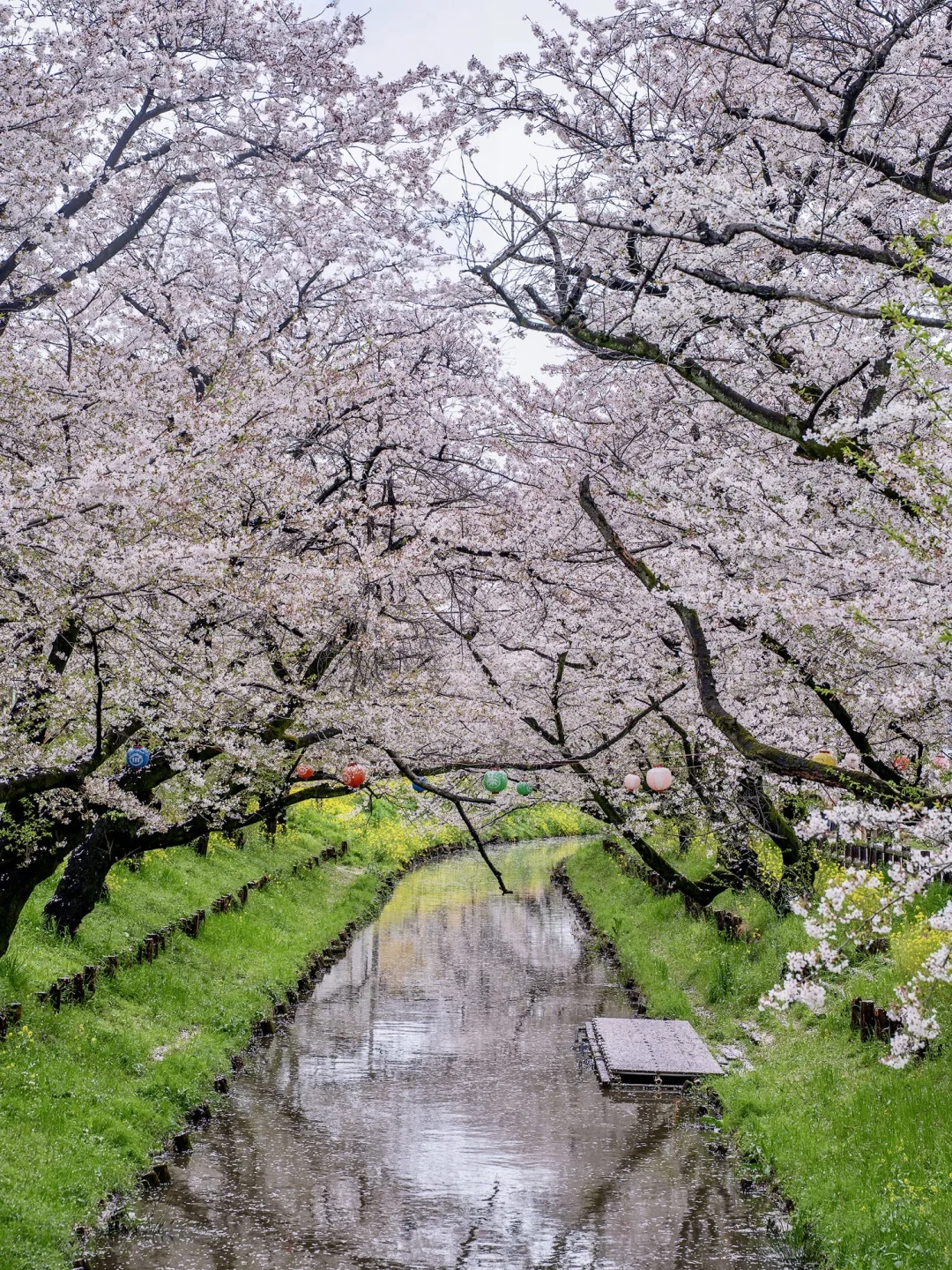 以为济州岛的樱花够美了，直到我来到东京‼️