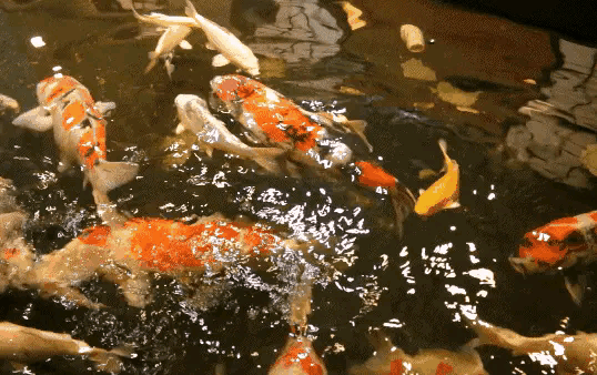 鱼鲤鱼鲤出道牌面   不得不说，如今的年轻人总能在潮流前沿玩出新花样，虚拟偶像出