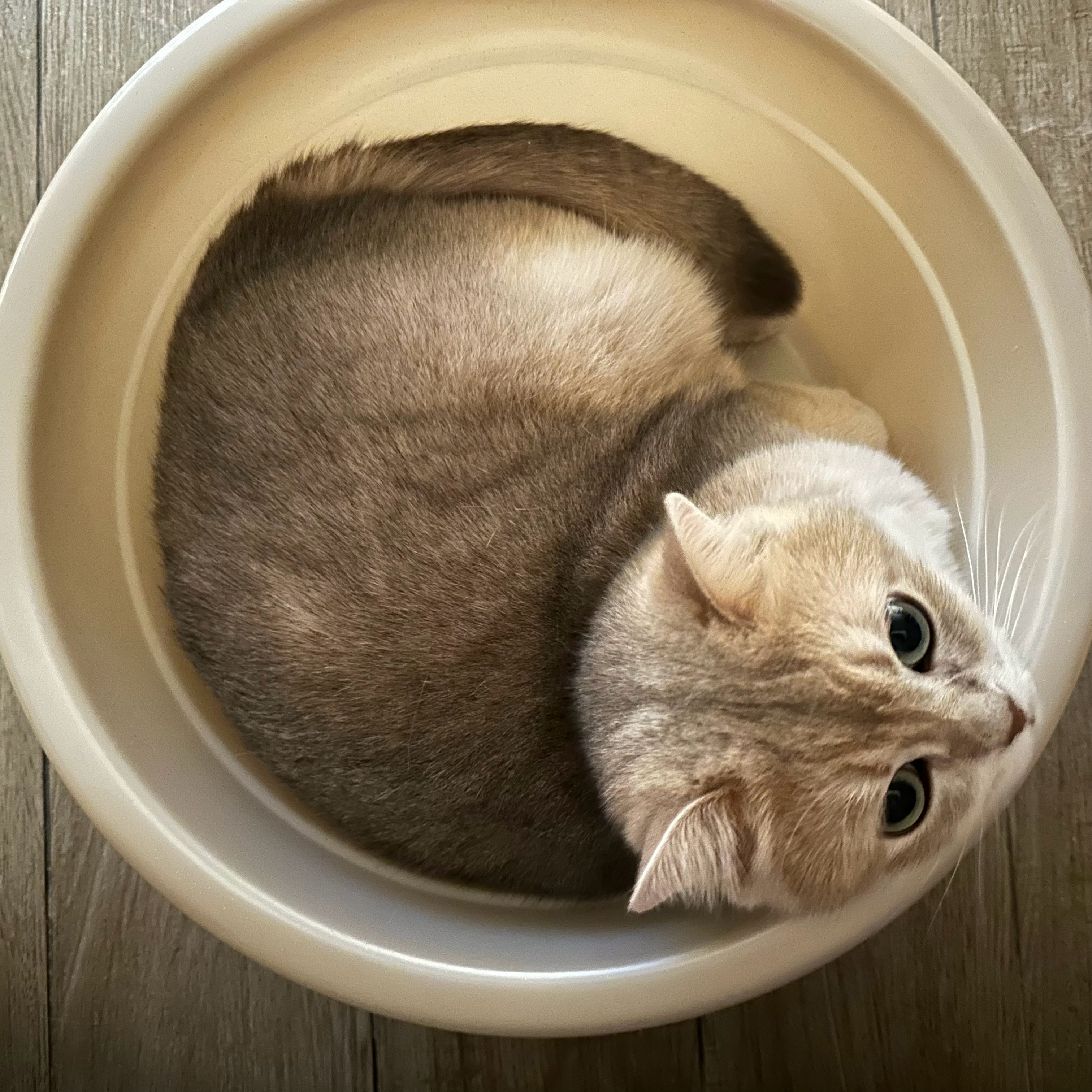 猫爱洗脚盆🐈 ​​​