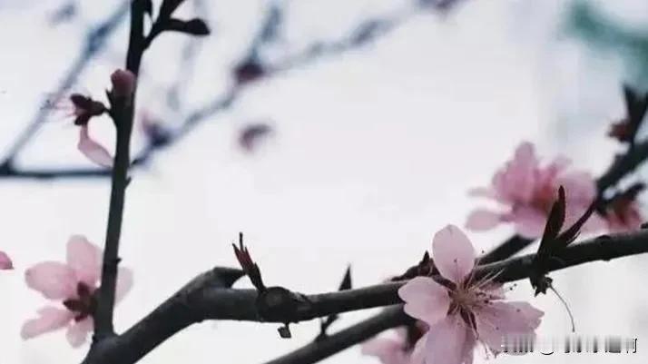 立春是二十四节气中的头一个节气，“立”是开始，立春就意味着春季的开始，万物复苏，