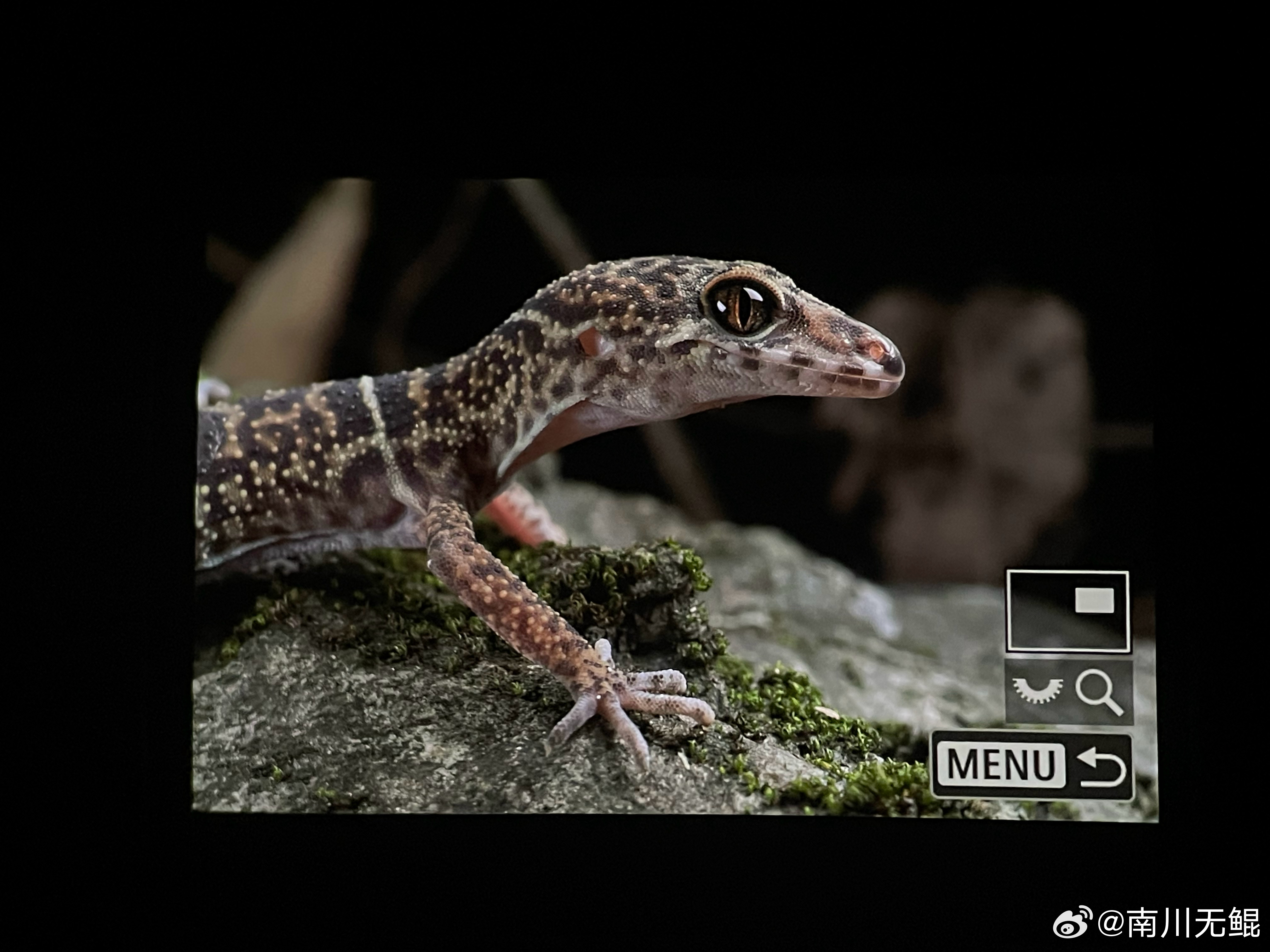 Goniurosaurus yingdeensis回归herping的感觉真好[
