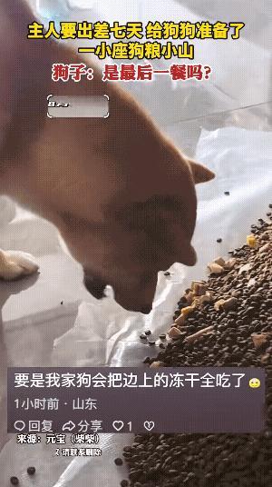 “笑不活了！”浙江，狗主人需要出差一周，担心饿到狗子，灵机一动，竟然选择一次性倒