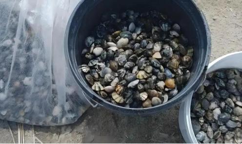 这算不算冤？在希腊，两名中国女子趁着中午在海边埋头苦挖，直接弄走32公斤蛤蜊打算