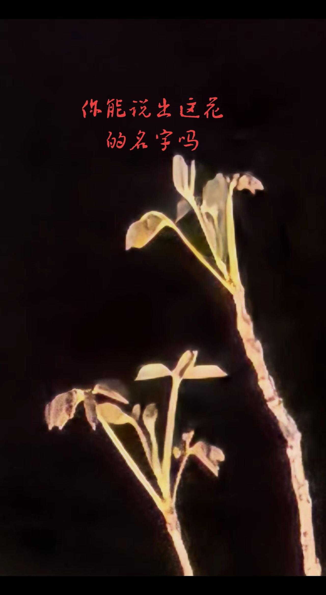 谁知道这是什么