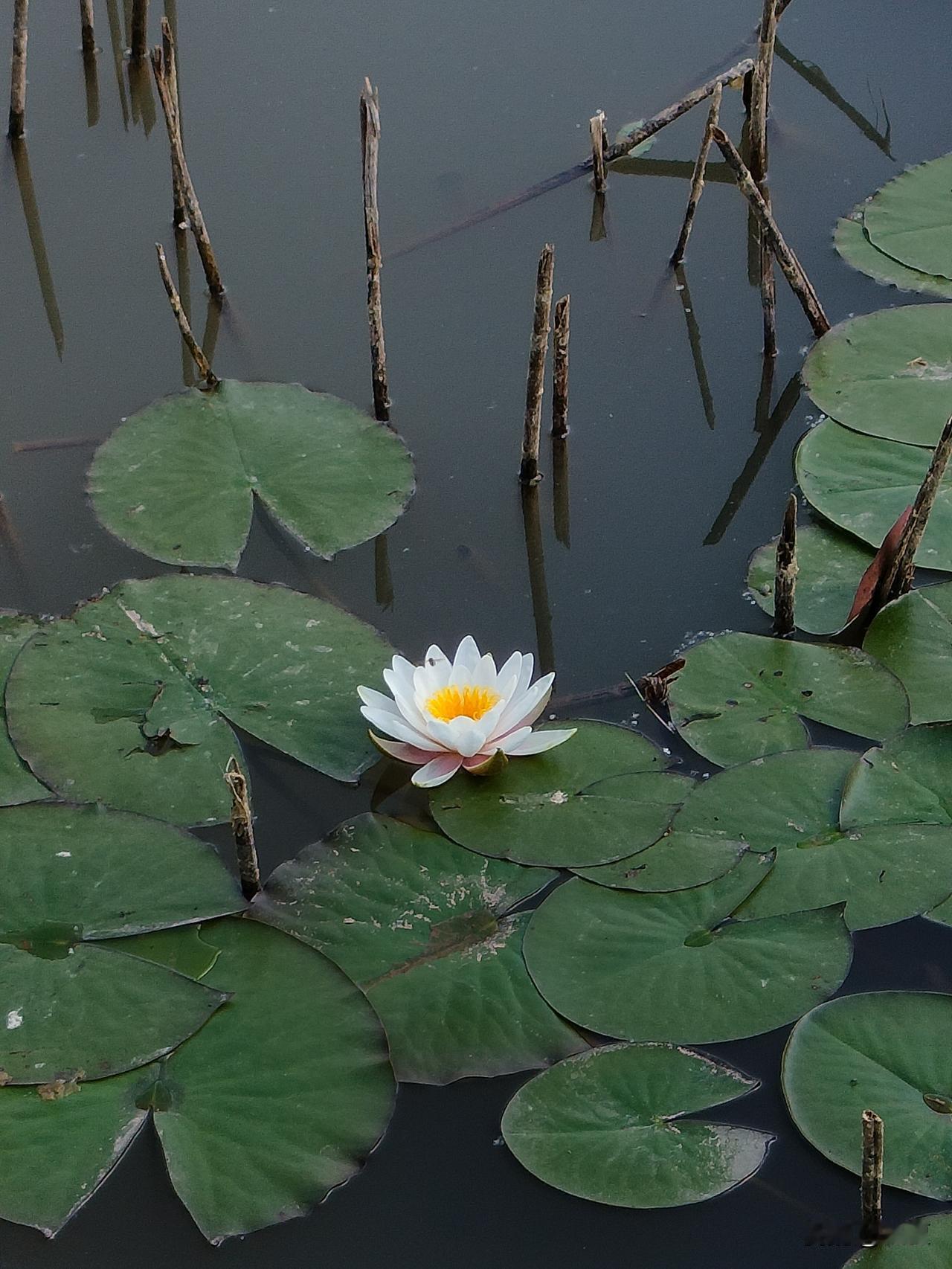 我心里堵的要命，
无话表达，
我把所有的错都归属于自己，
我怪不了任何人，
明知