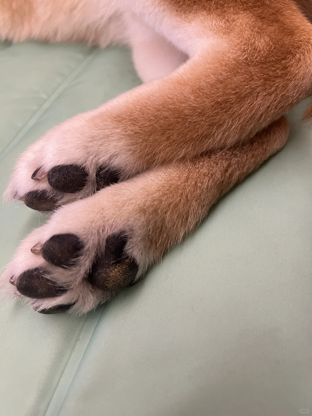 看脚猜狗！！？！