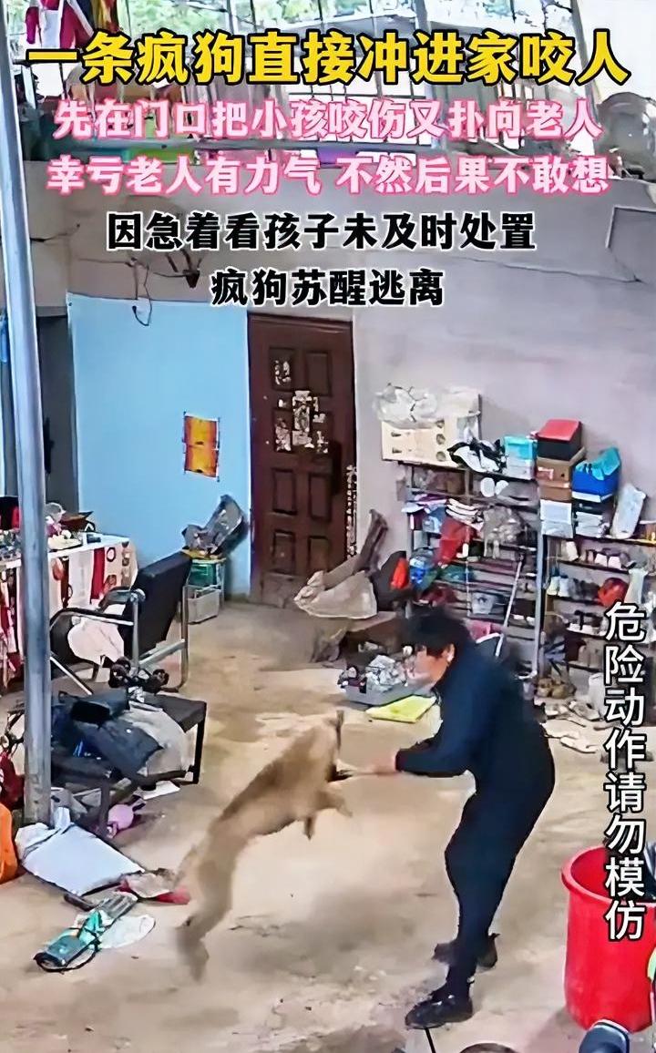 疯狗先咬孩子后扑老人，我估计大概率是找不到狗主人了。
近期贵州某地，一只疯狗冲进