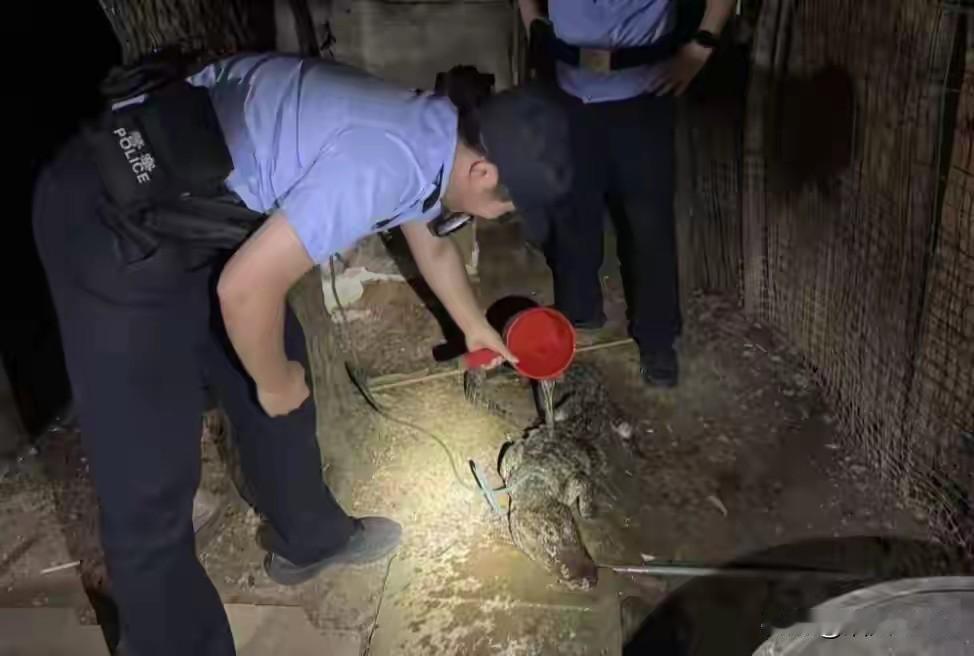 笑不活了！鳄鱼觅食迷了路，半夜摸进村民家，警察连夜上门处理！
不得不说，
安徽这