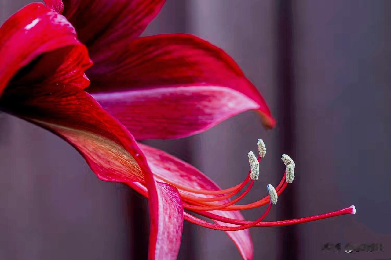 芯