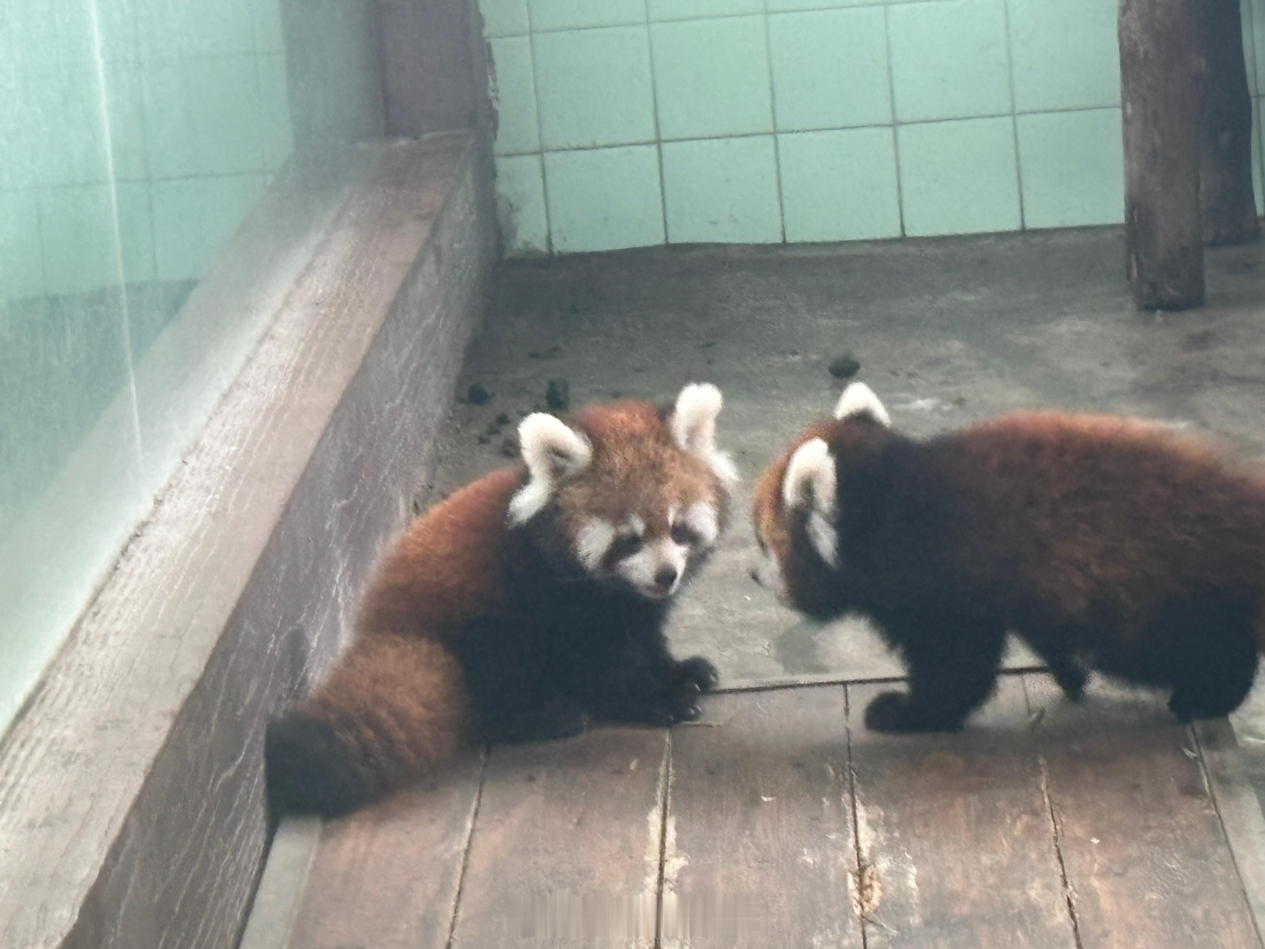 上海动物园今年新生的猫猫虫！！！快去看！再不看就长大了[doge]#小熊猫##上