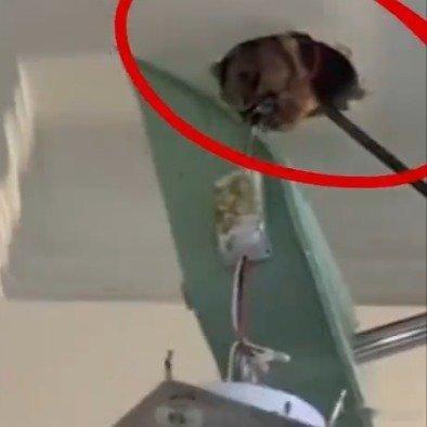 损人不利己，追究法律责任。房东觉得房子卖亏了报复买家