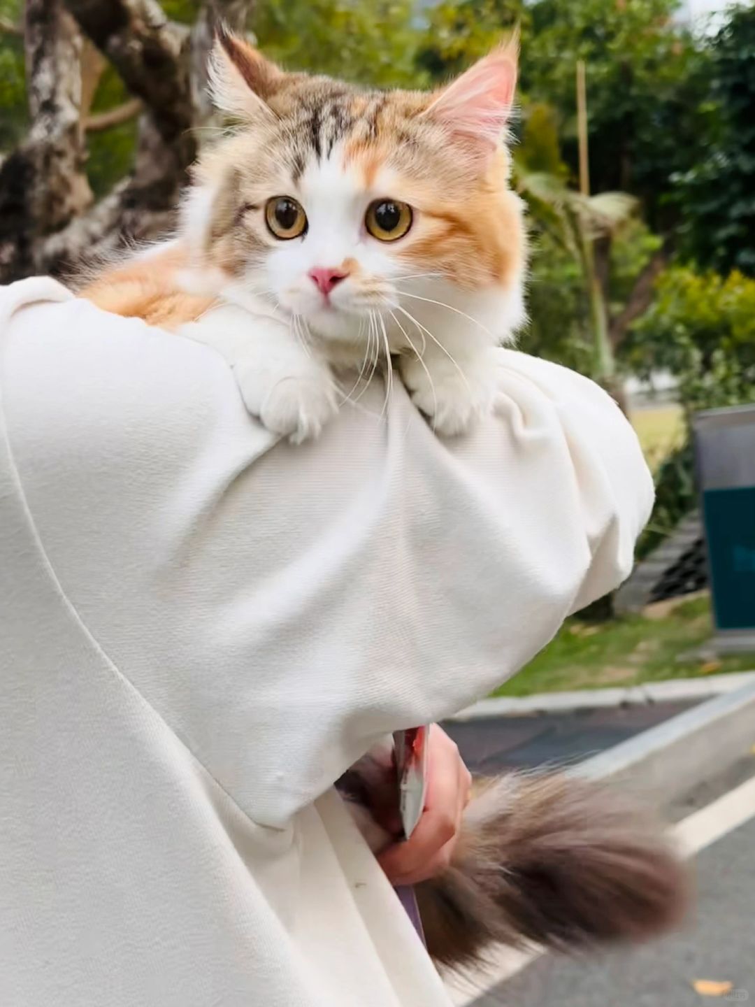 我也有小猫挂件啦 还是长毛三花大美女！