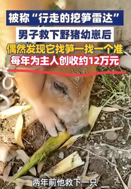 “真是来报恩的！”5月24日报道，浙江温州，一男子两年前在山里面救下了一只受伤的