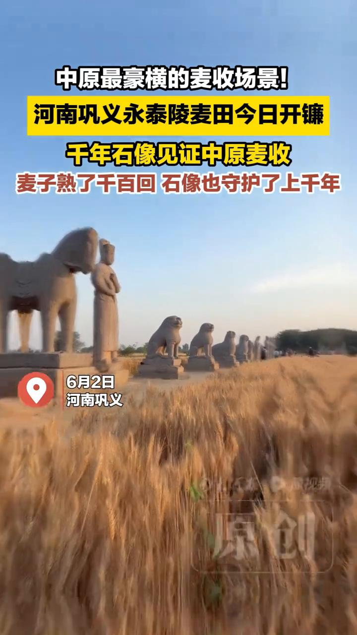 中原最豪横的麦收场景！河南巩义永泰陵麦田今日开镰。
中原最豪横的麦收场景！千年石