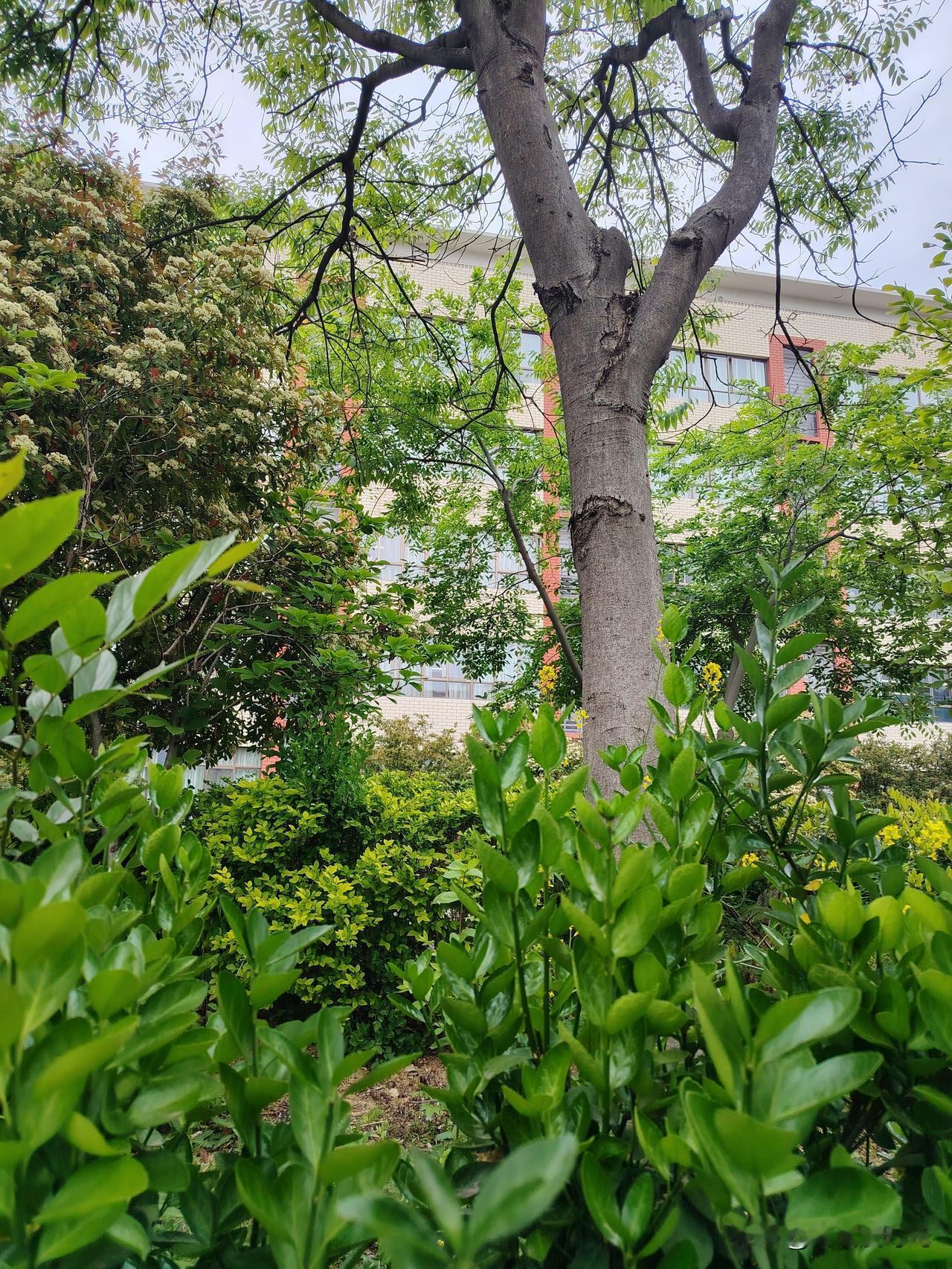 一个孩子，
就像一棵树苗，
想让它生机盎然
就得用心呵护管理
如果任由其自由发展