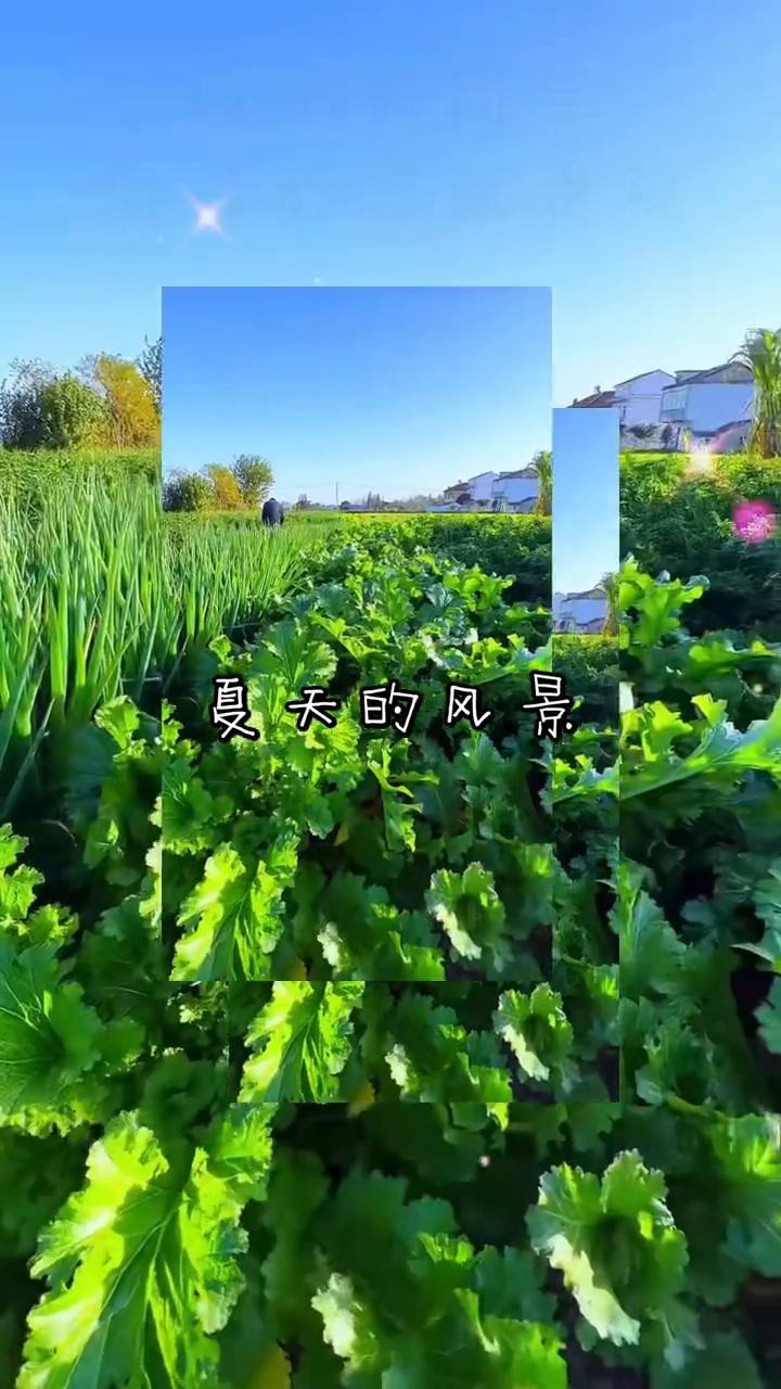 夏天的风景。