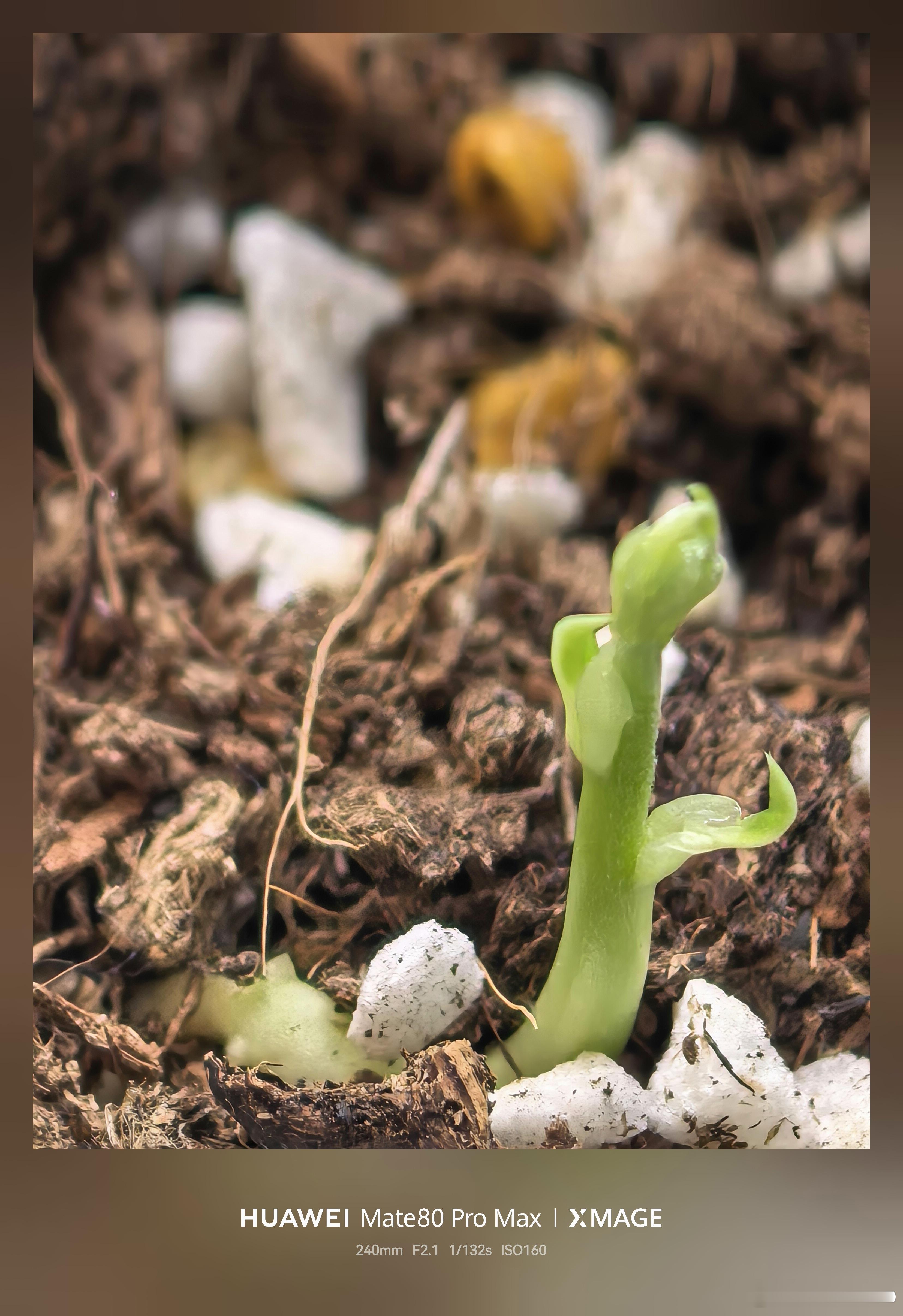 种了6颗紫藤种子，发芽了5颗，还不错华为手机的长焦微距确实舒服华为世界地球日紫藤