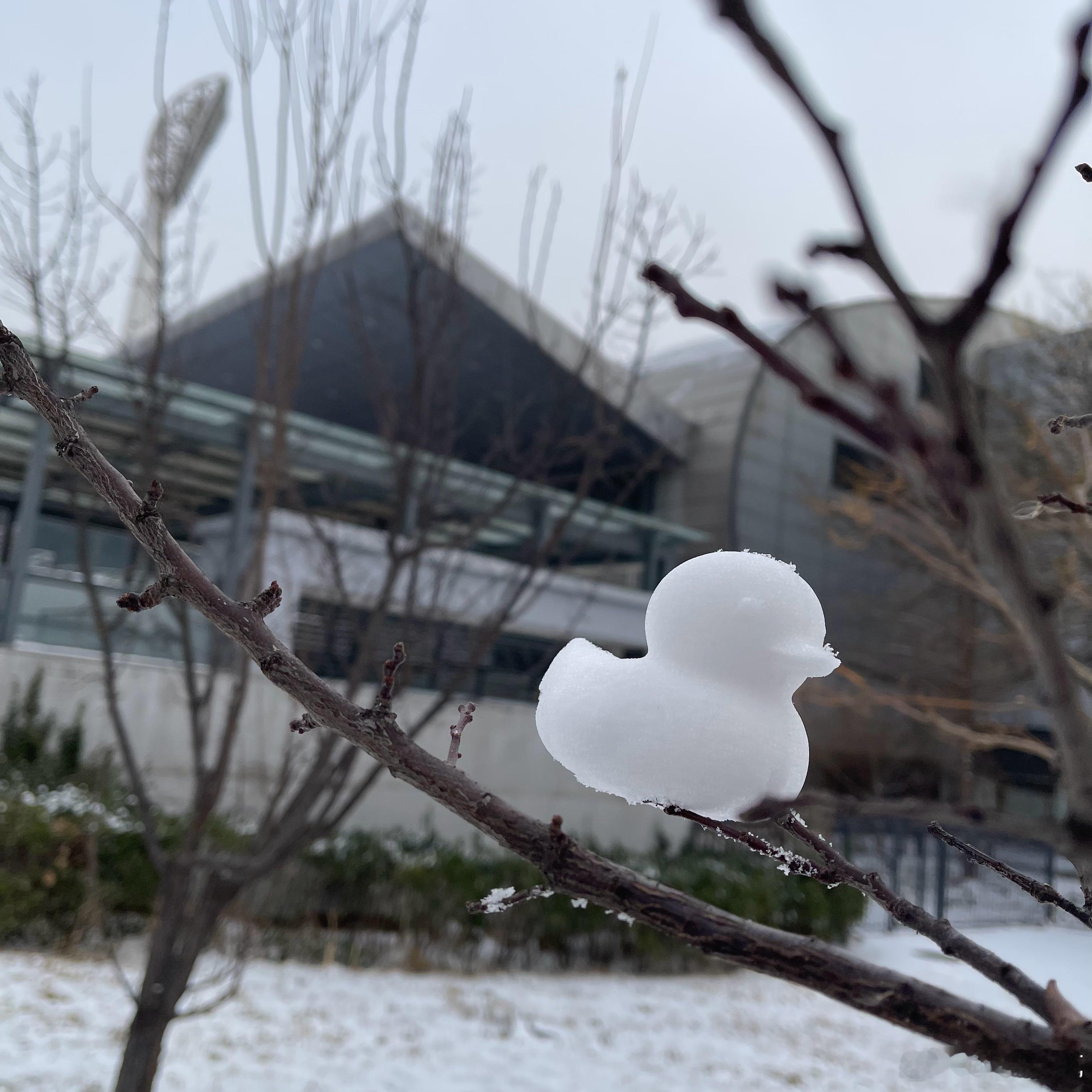 跟娃吃了午饭，去玩雪。带了夹鸭子和雪人的工具。遇到这不知道谁堆的雪人，然后我们摆