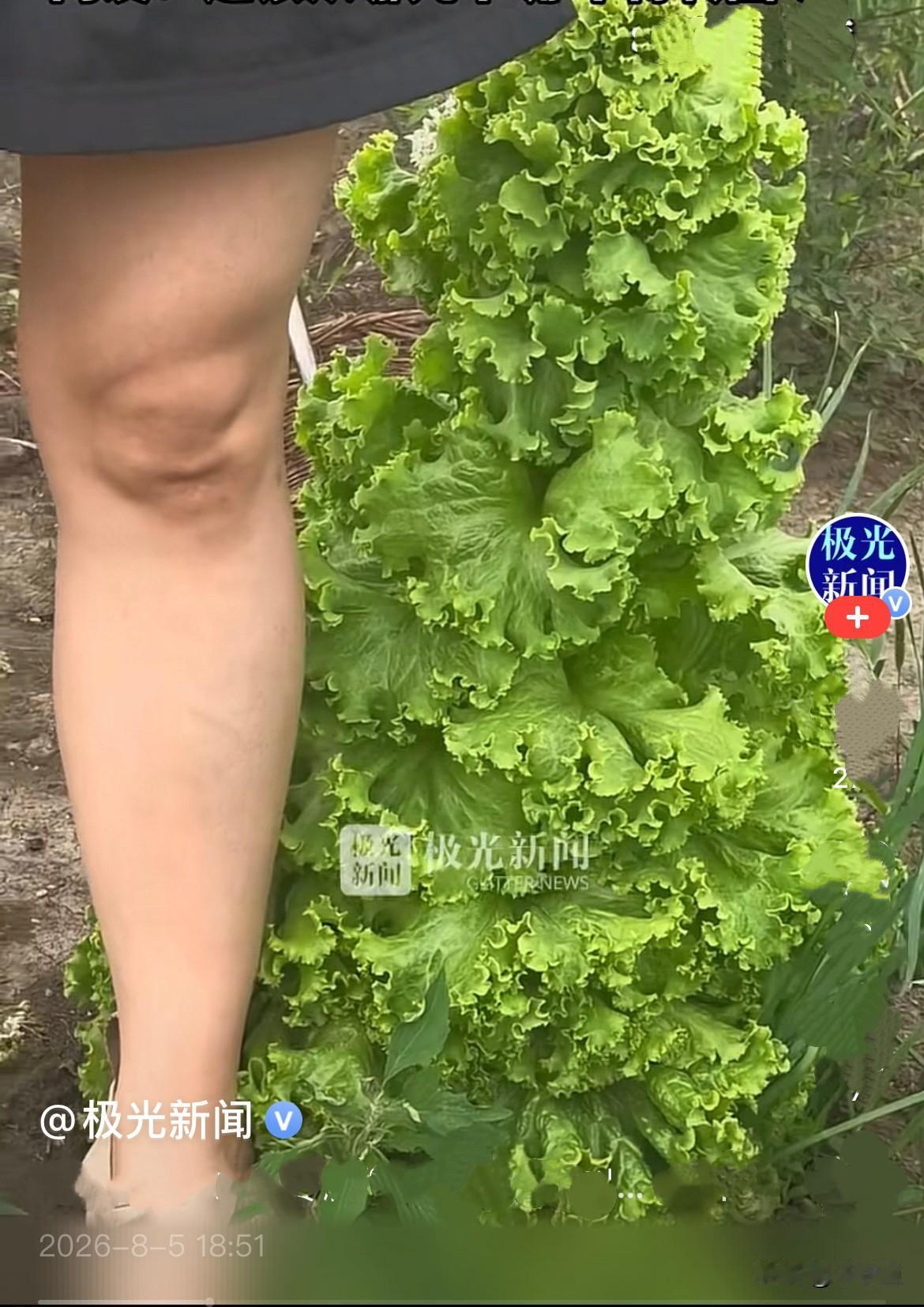 近日，黑龙江桦南县农户自家菜园子里，长出了一颗逆天巨型生菜，简直就是生菜界的“姚