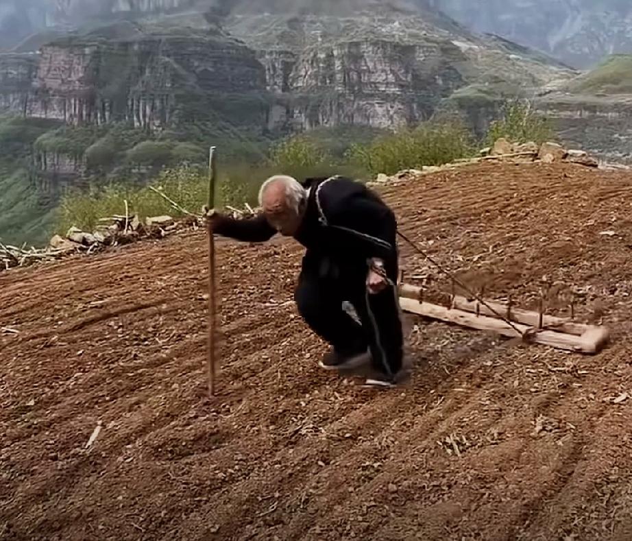 农村老人的身体真结实！这位老爷子看上去得80多岁了吧？却依然还在地里耕田，他身后