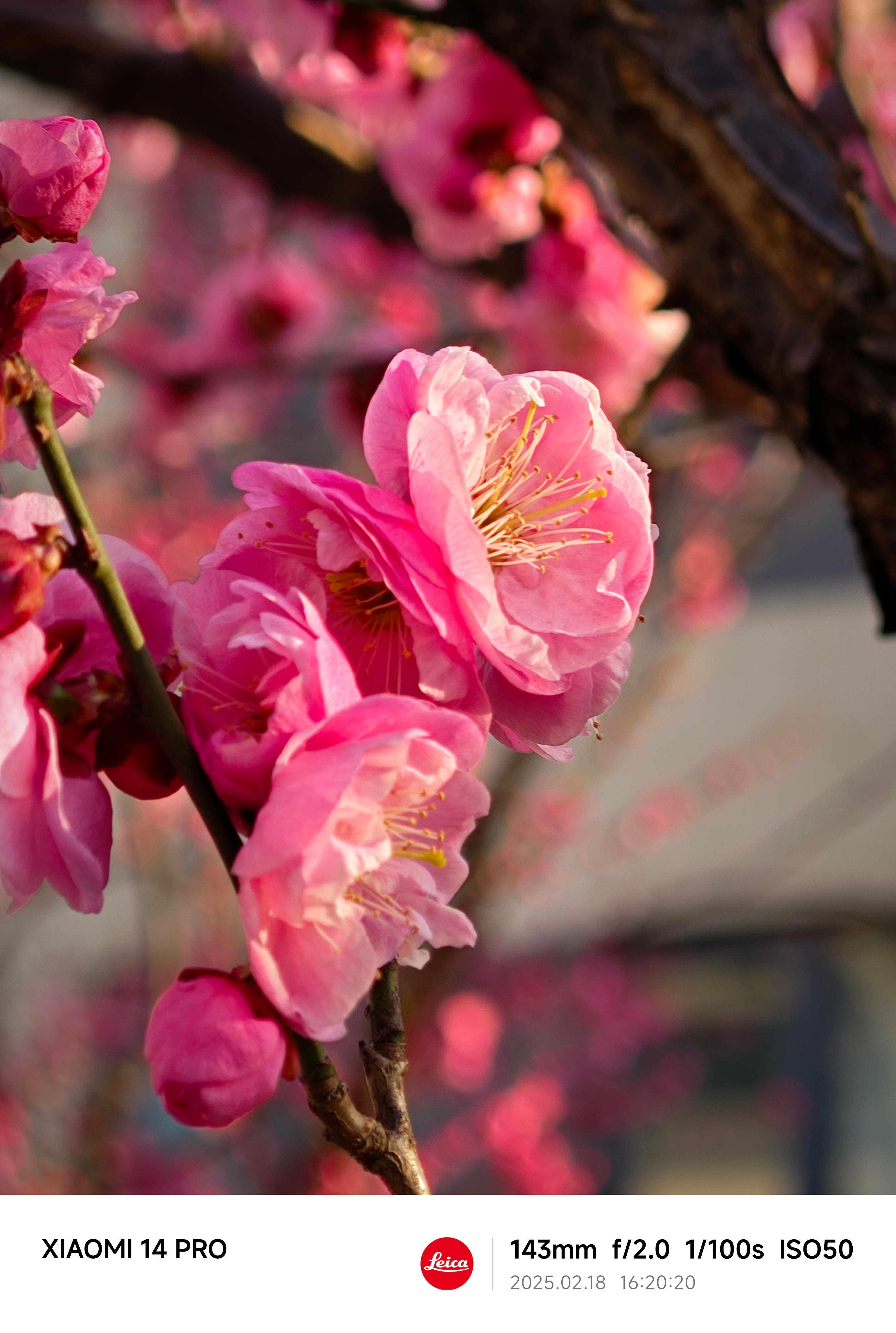 春暖花开[微风]  我心澎湃 [哈哈] 