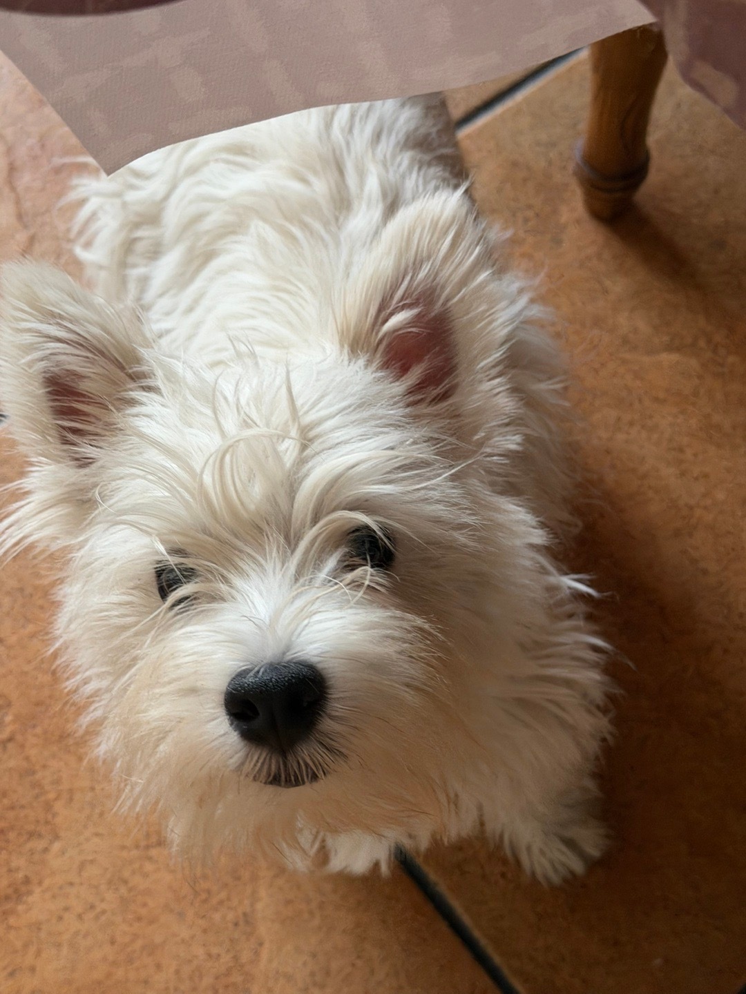 小百万 你这么可爱多会能不在家里上厕所