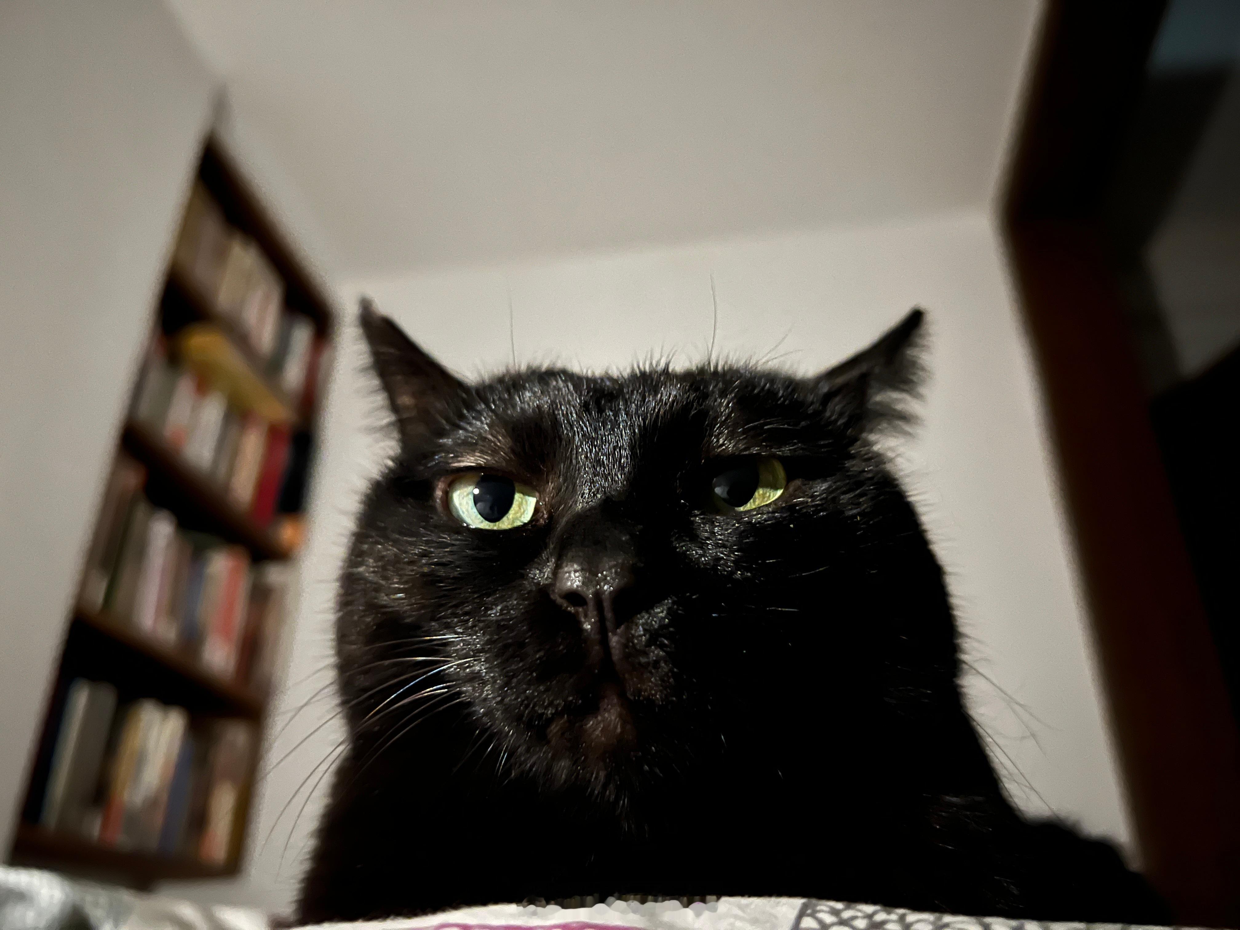 肚子上一隻、左手摟一隻，真香🌸 ​​​