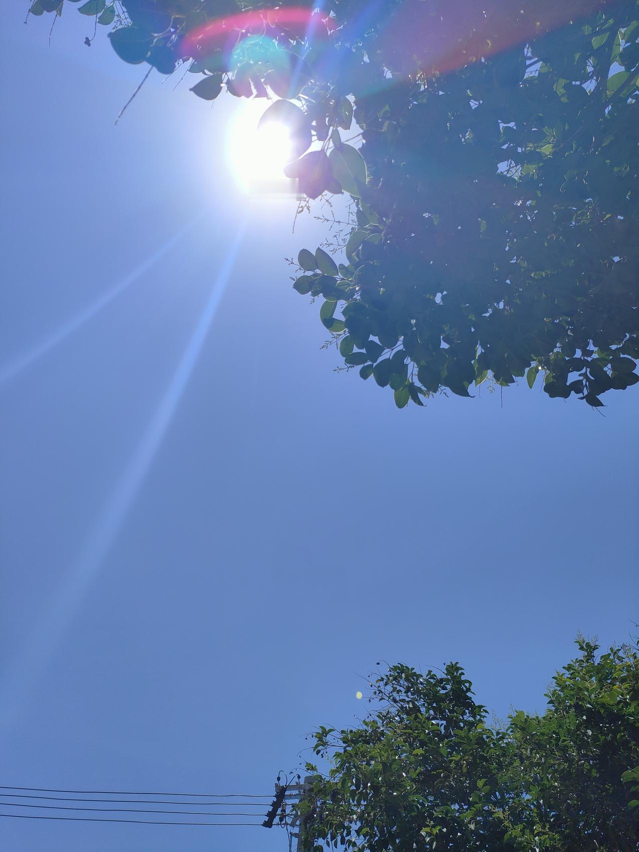 分享你随手拍的风景晴日当空，暖阳穿过层层绿叶，碎落满树光影。澄澈蓝天作衬，繁花缀