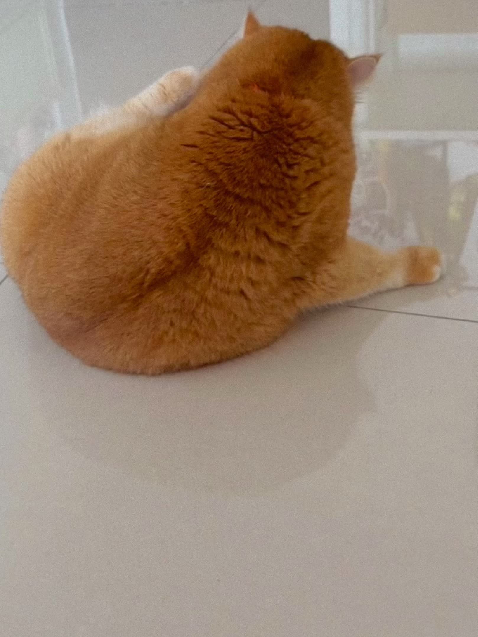 😽🥚🍞💛✨