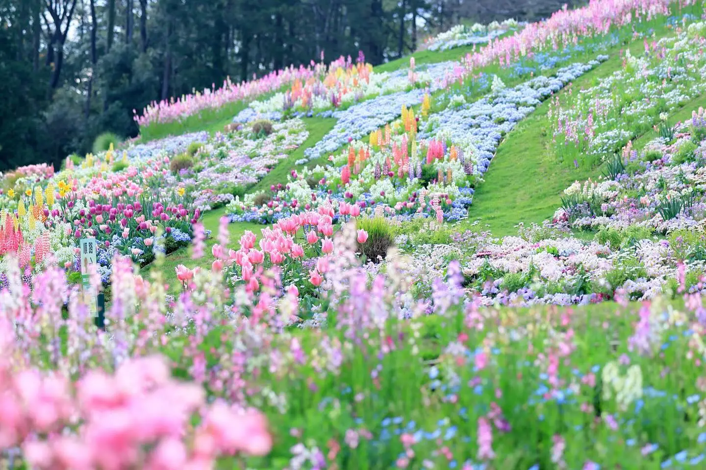 100例花园赏析|75日本里山花园