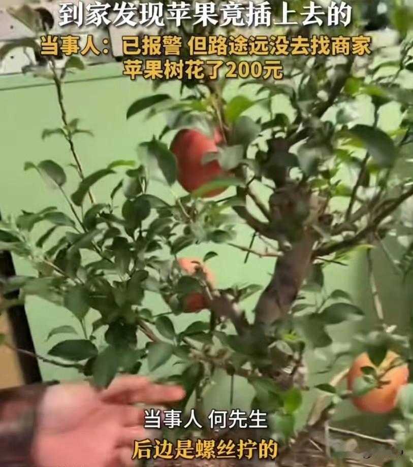 天津一位大哥在市场花200块买了棵盆栽苹果树，本想着摆家里既能观赏又能等着吃果子