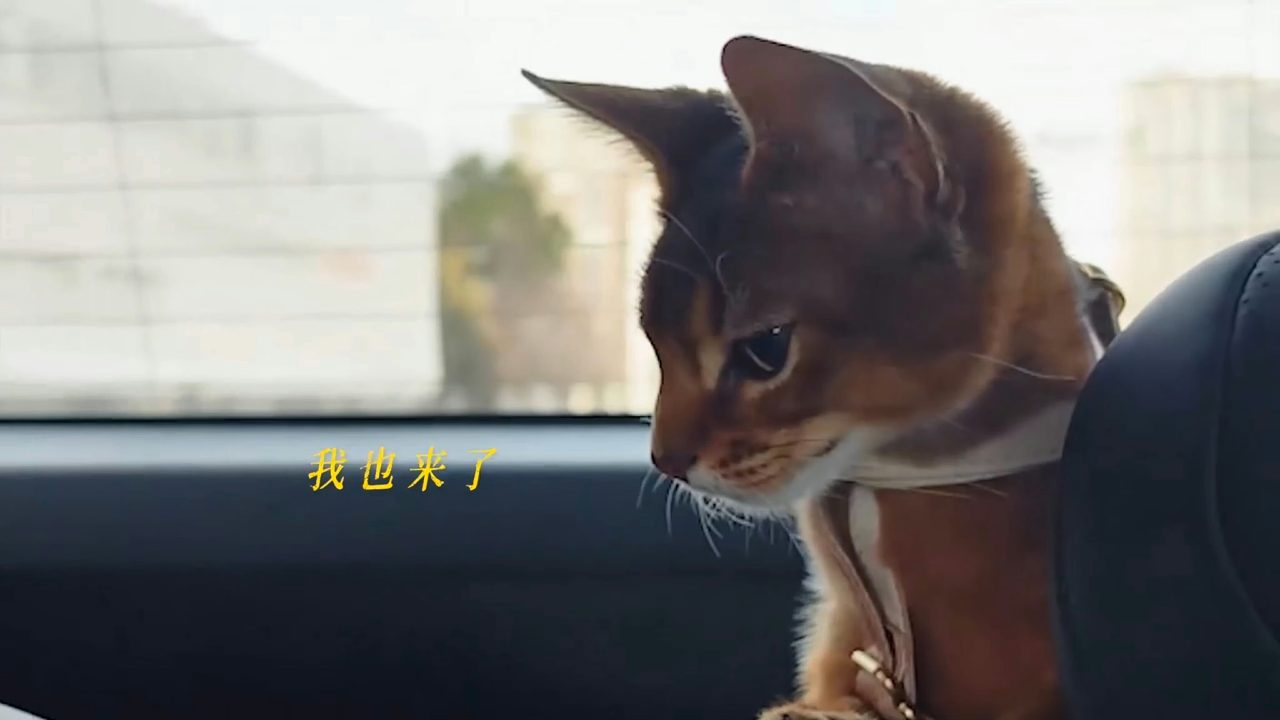 还真的是跟猫咪有关啊…让我们打打客串一下吗[来][许愿星] ​​​