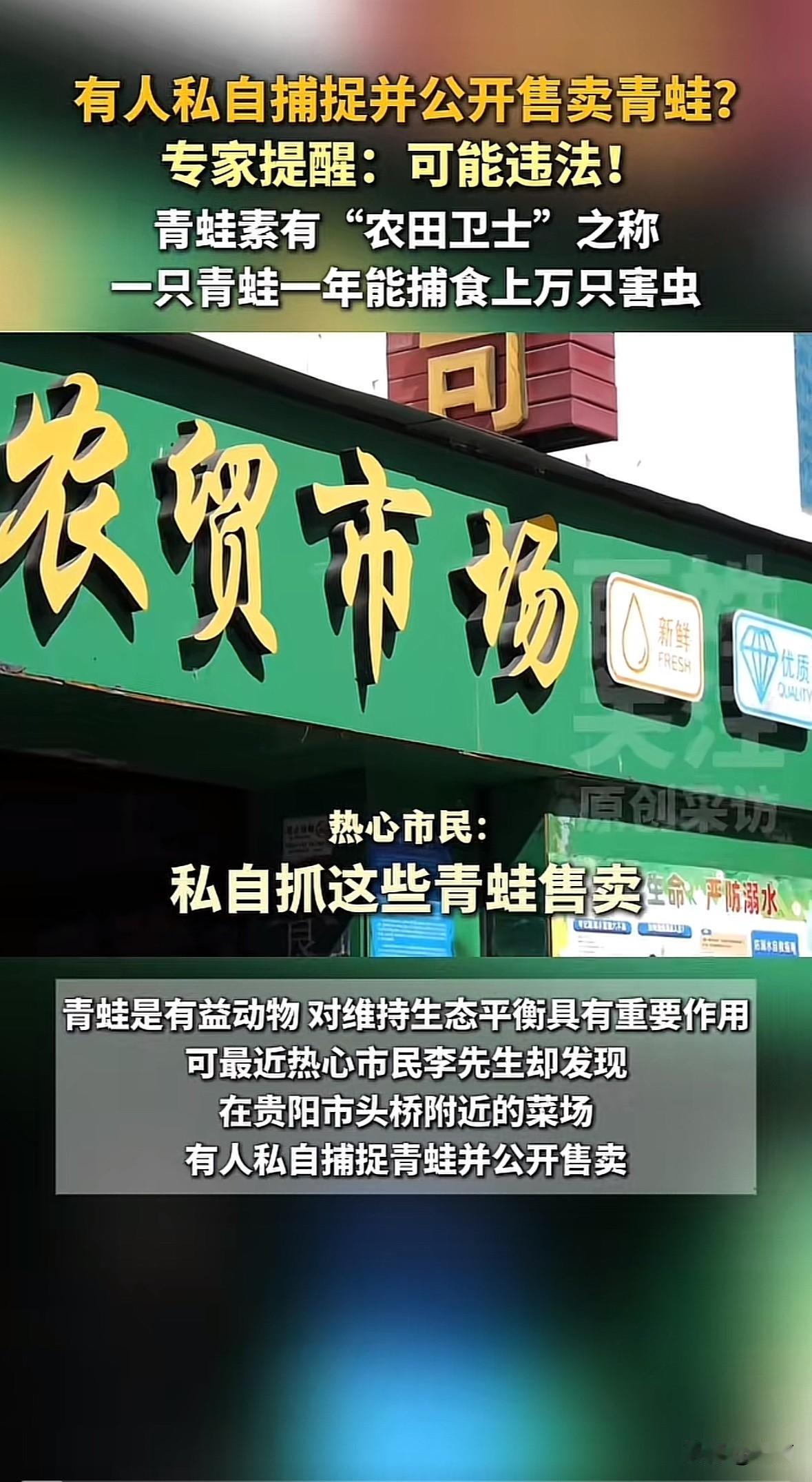 近期多地出现私自捕捉售卖青蛙的情况。贵阳有人在菜场兜售青蛙，湖南、河北、四川等地