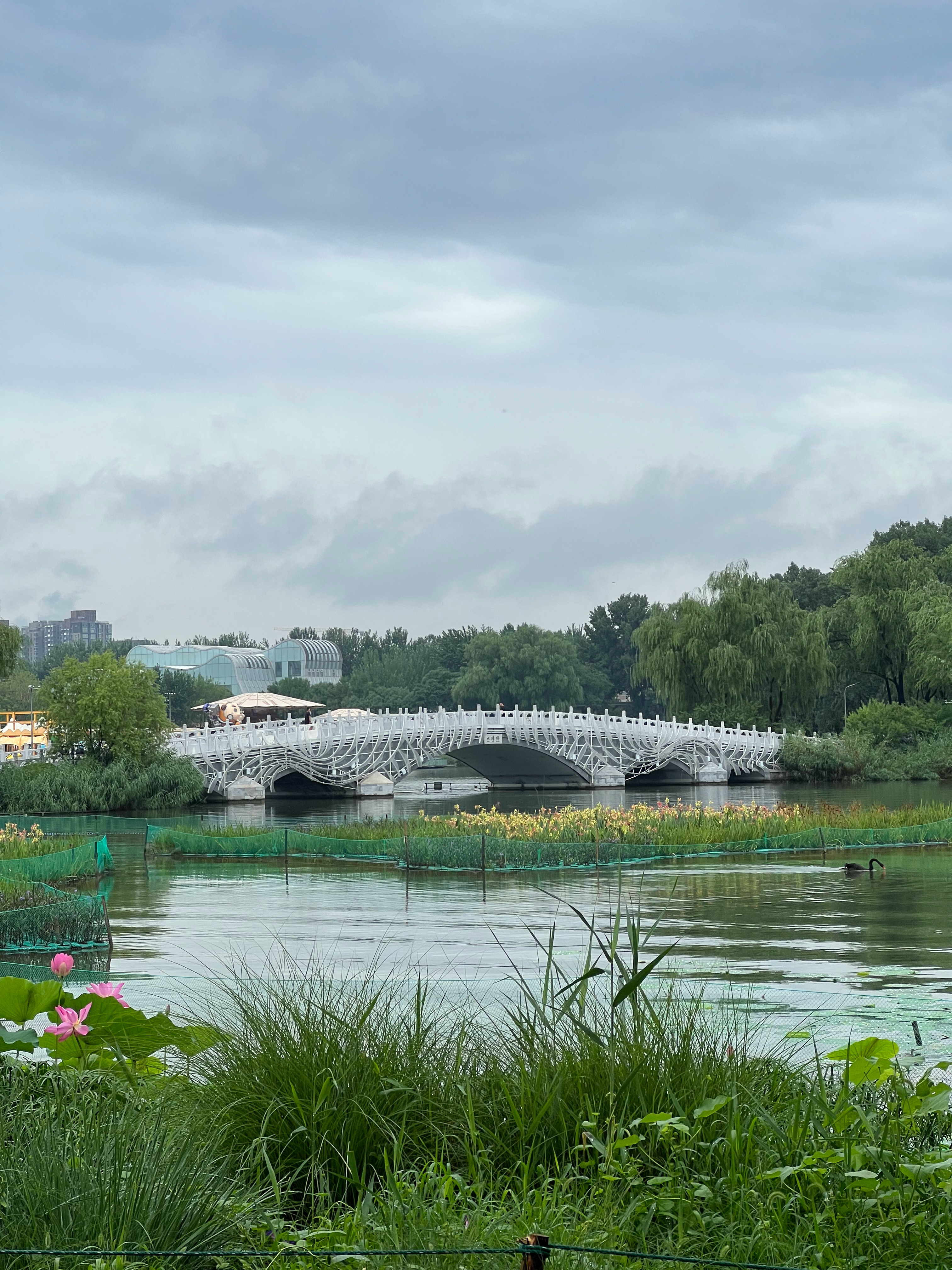雨后清晨的6km，赶在下一场雨之前回到家。🌳 