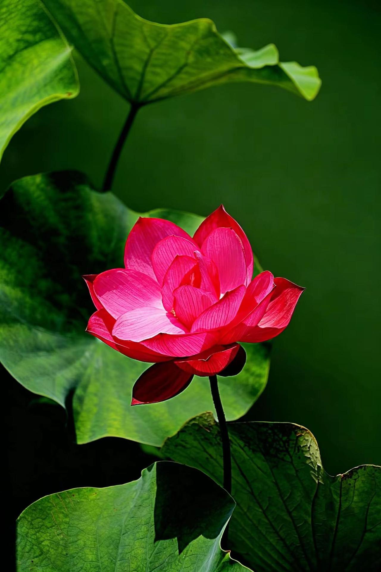 夏荷。