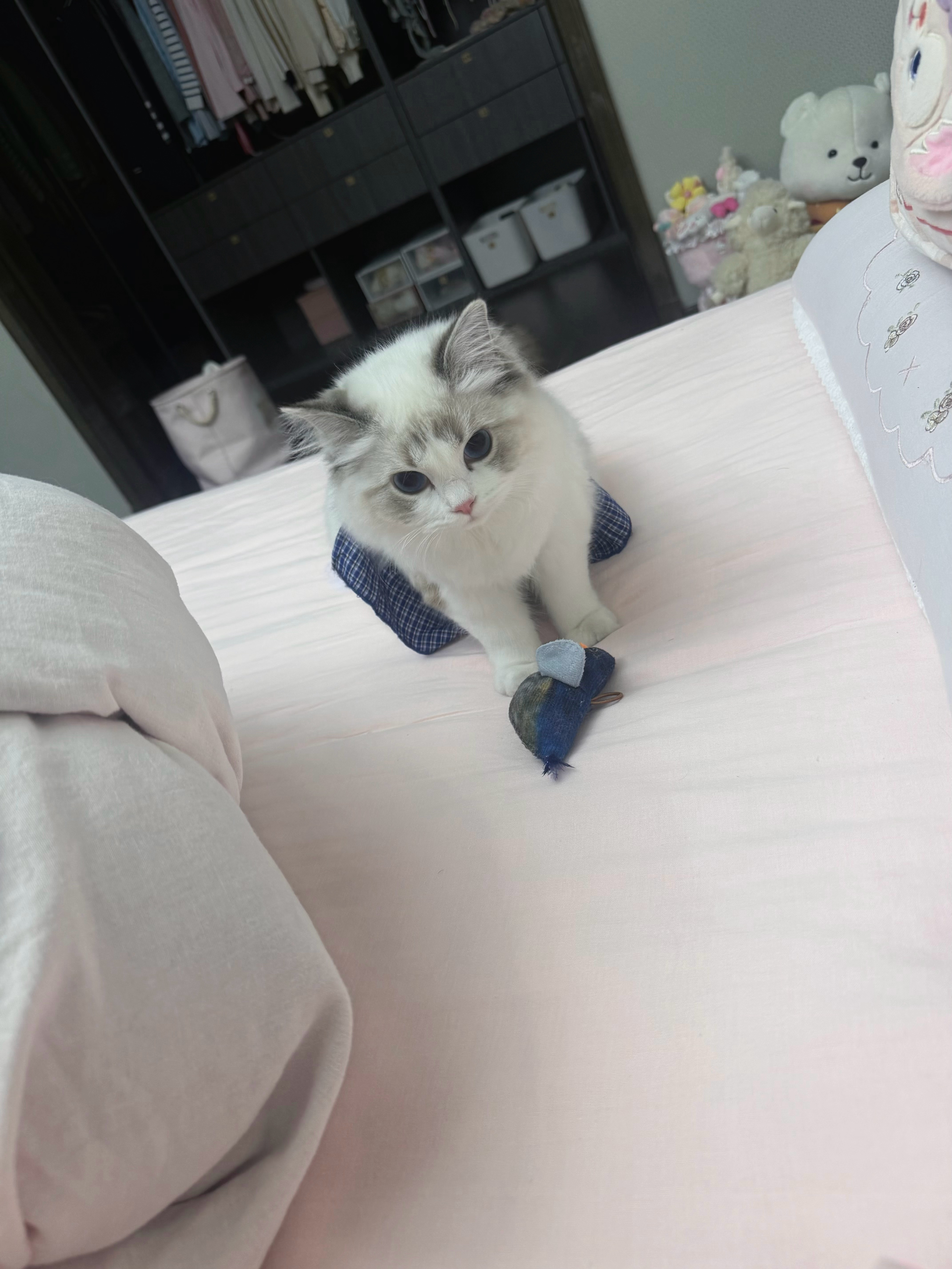 小猫萌死了 把小鸟叼到床上当成自己狩猎的献给我！！其实这是我给她买的呀( ´▽｀