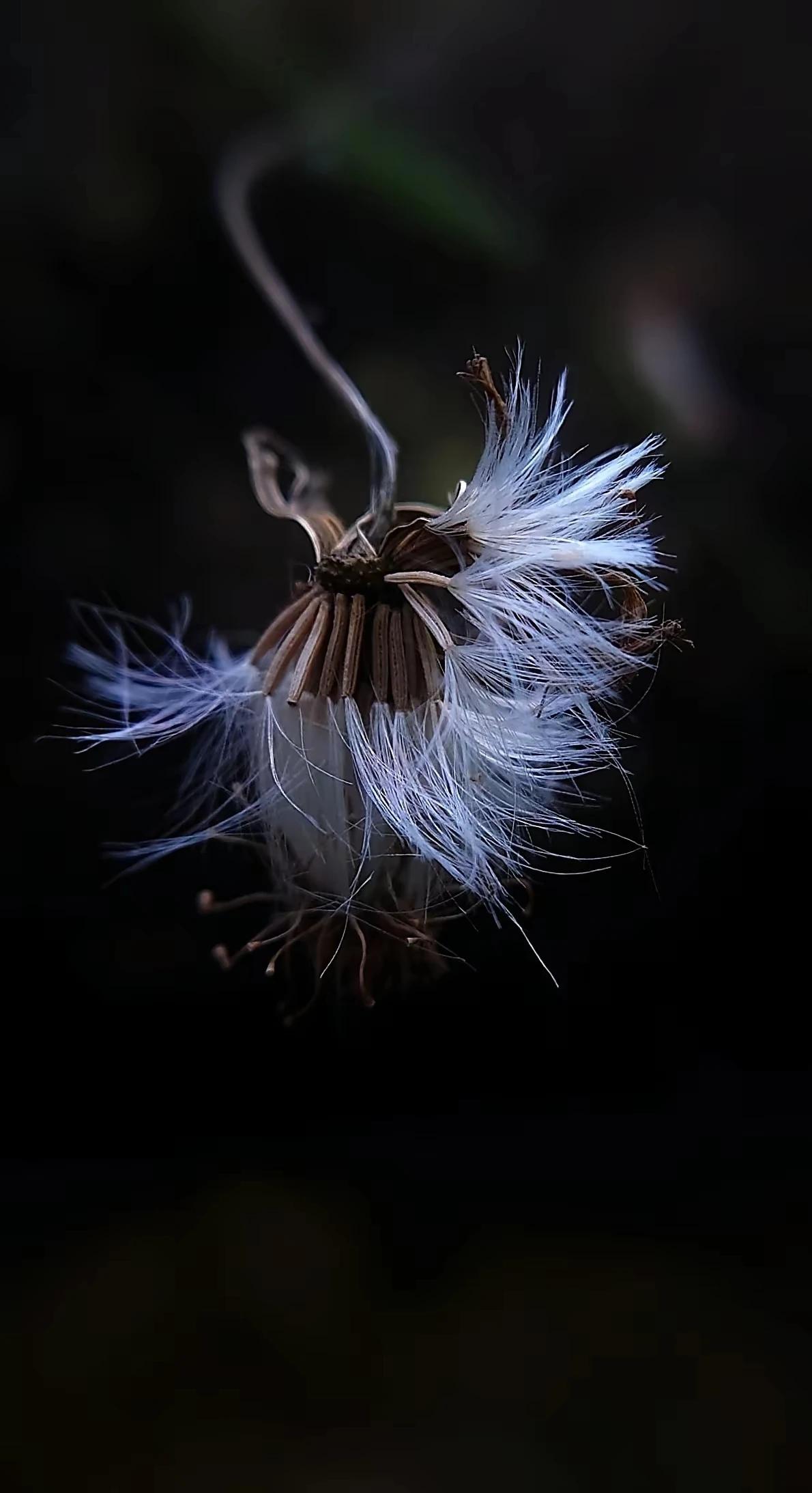 这张照片非常的喜欢，[赞][赞][赞][送自己一朵花][送自己一朵花][送自己一