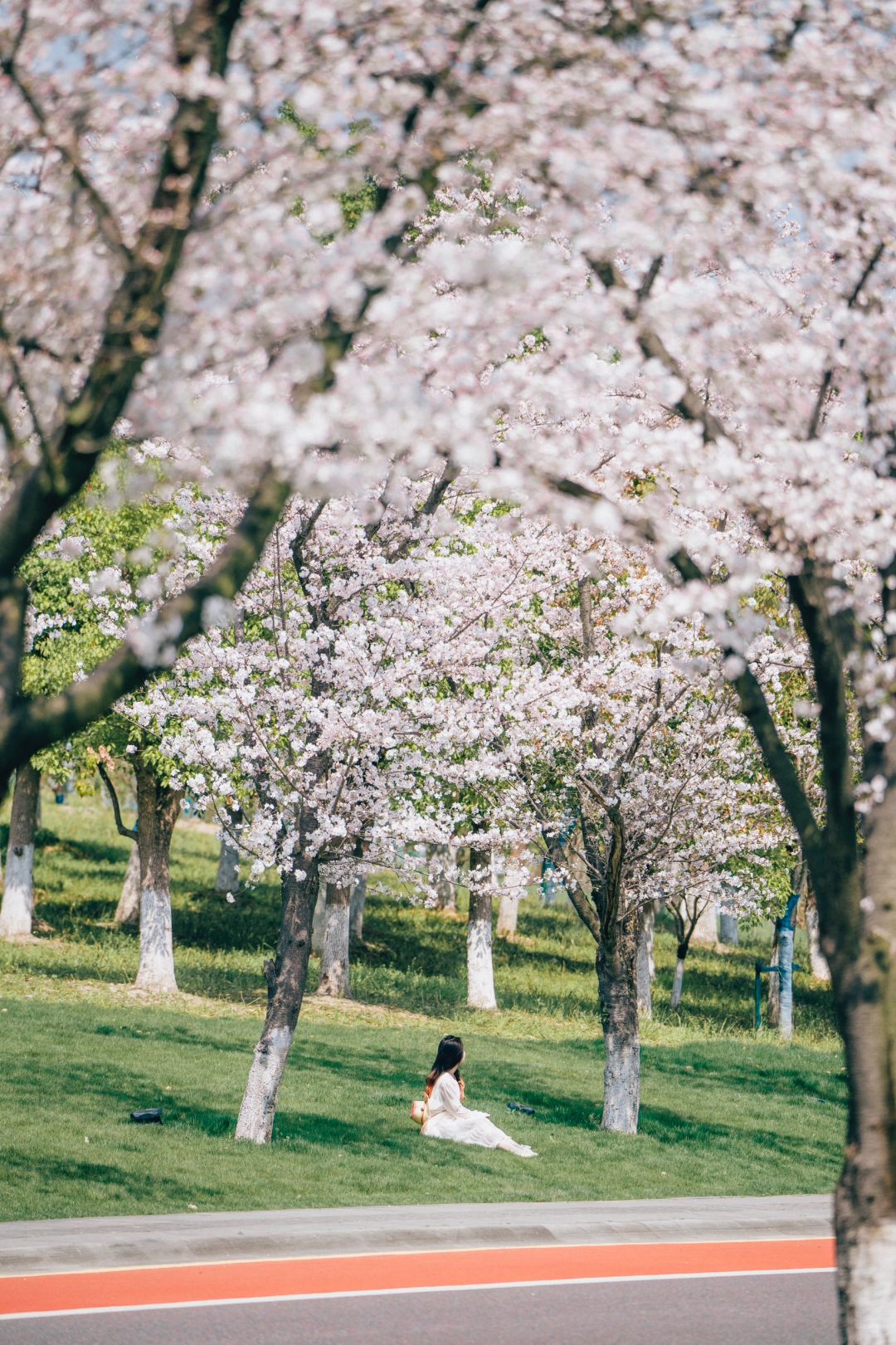 🌸不用跑山里❗️绍兴市区的樱花已美如画
