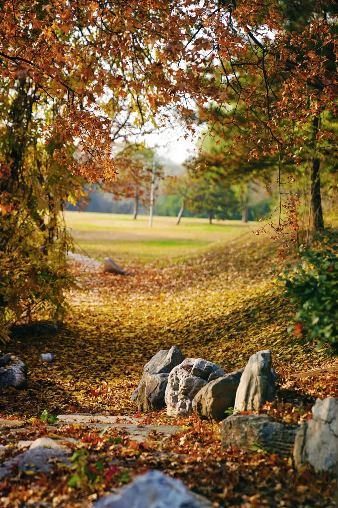 奥森北园太美了🍁完全被低估的北京秋色🍂